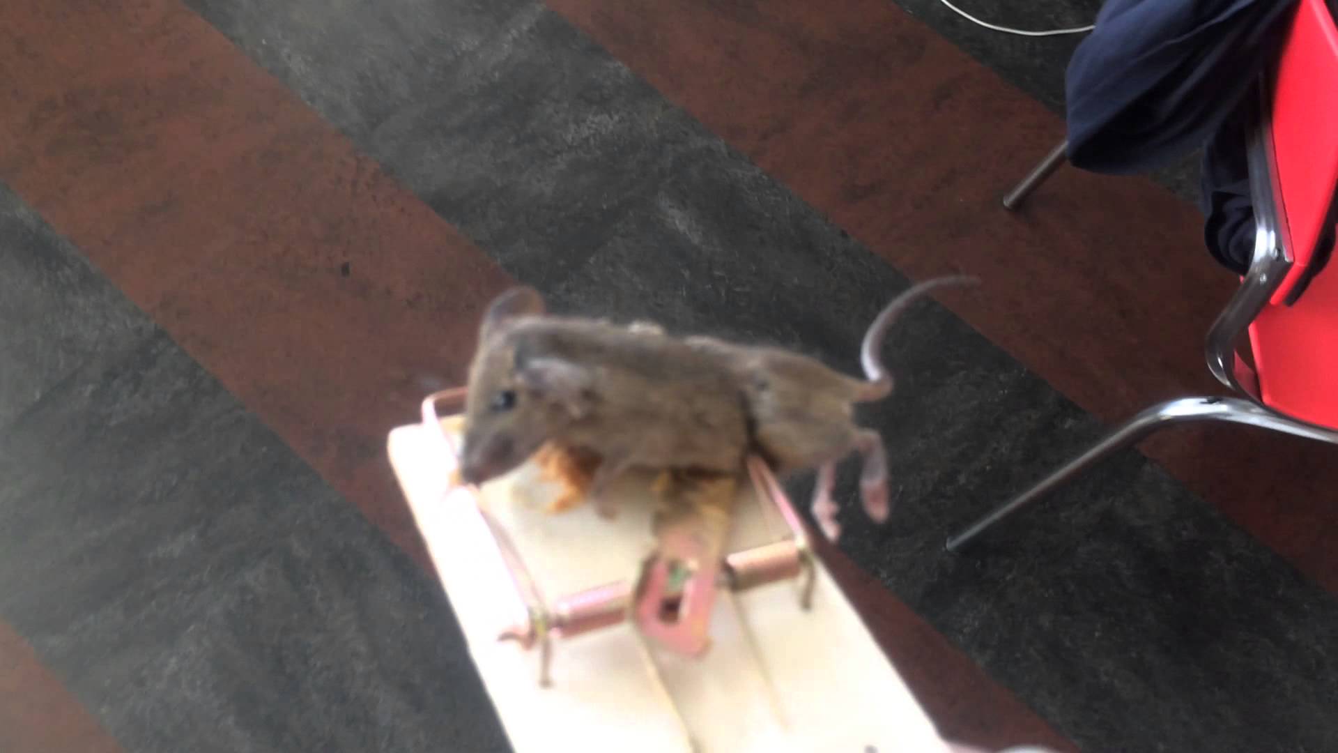 MOUSE CAUGHT IN CLOSET