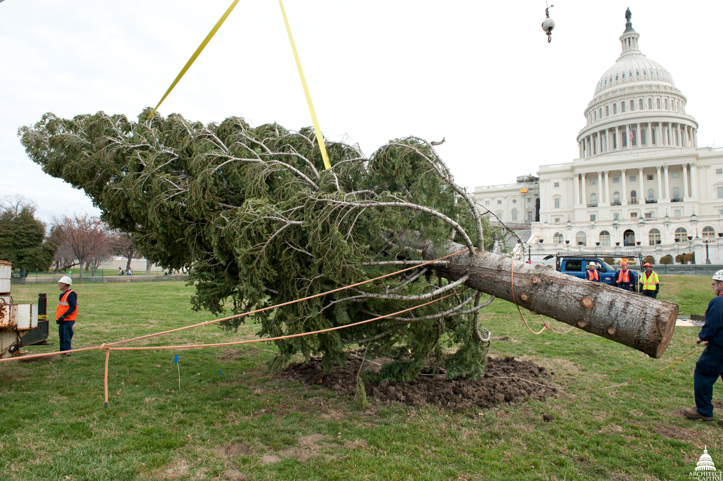 Capitol Christmas Tree | Architect of the Capitol | United States ...