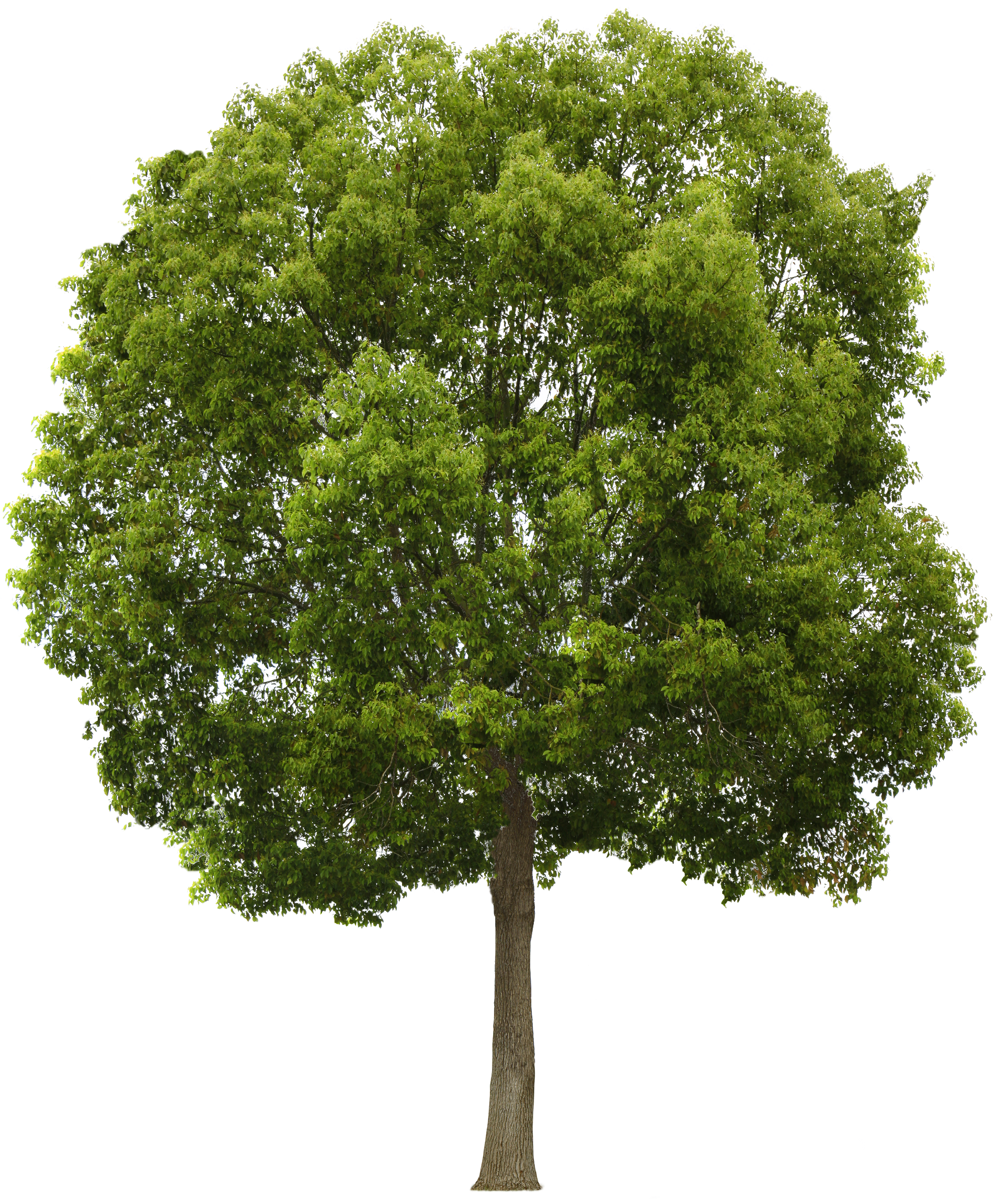 Tree PNG Image - PurePNG | Free transparent CC0 PNG Image Library