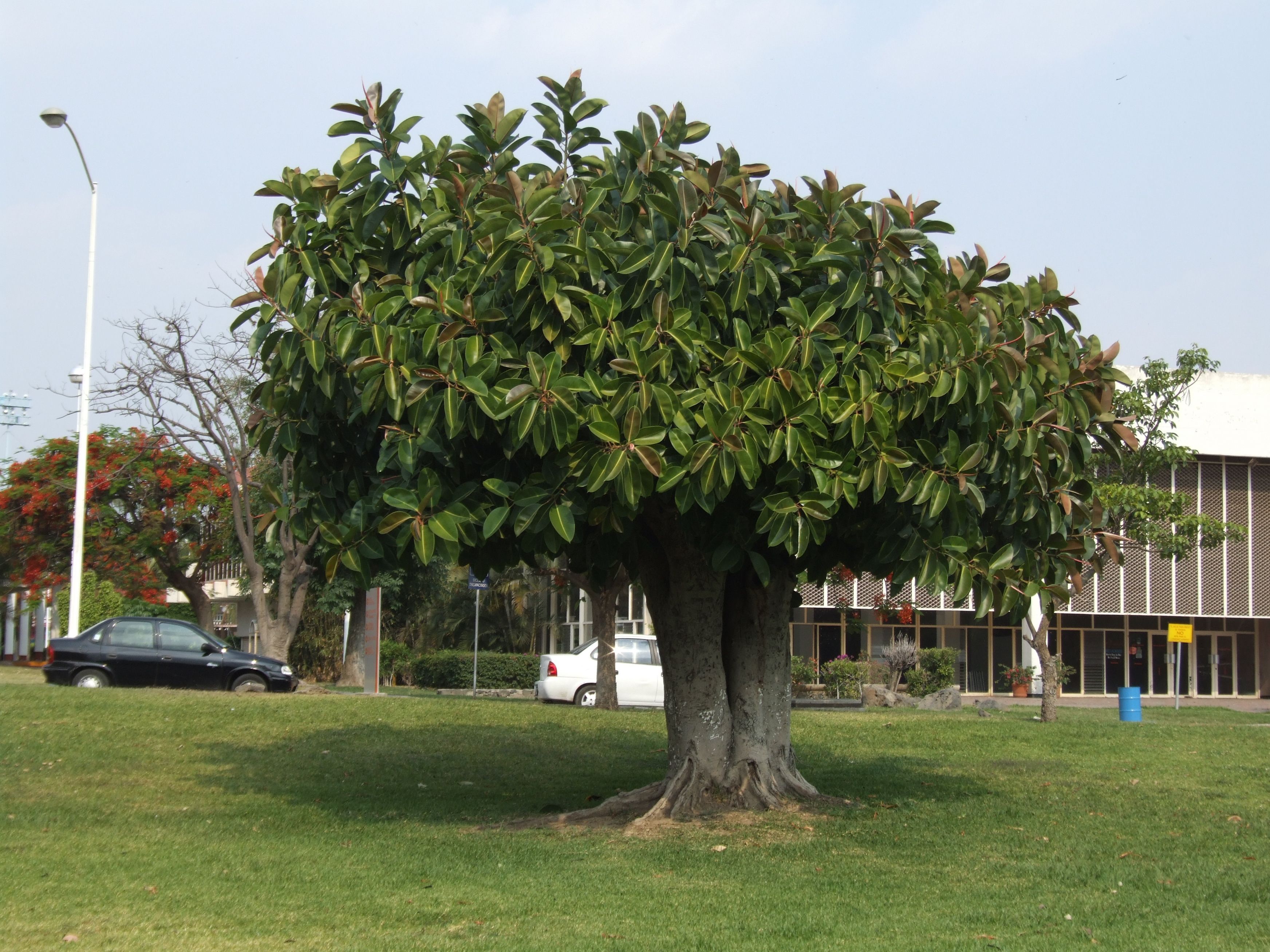 File:Rubber tree (1).jpg - Wikimedia Commons