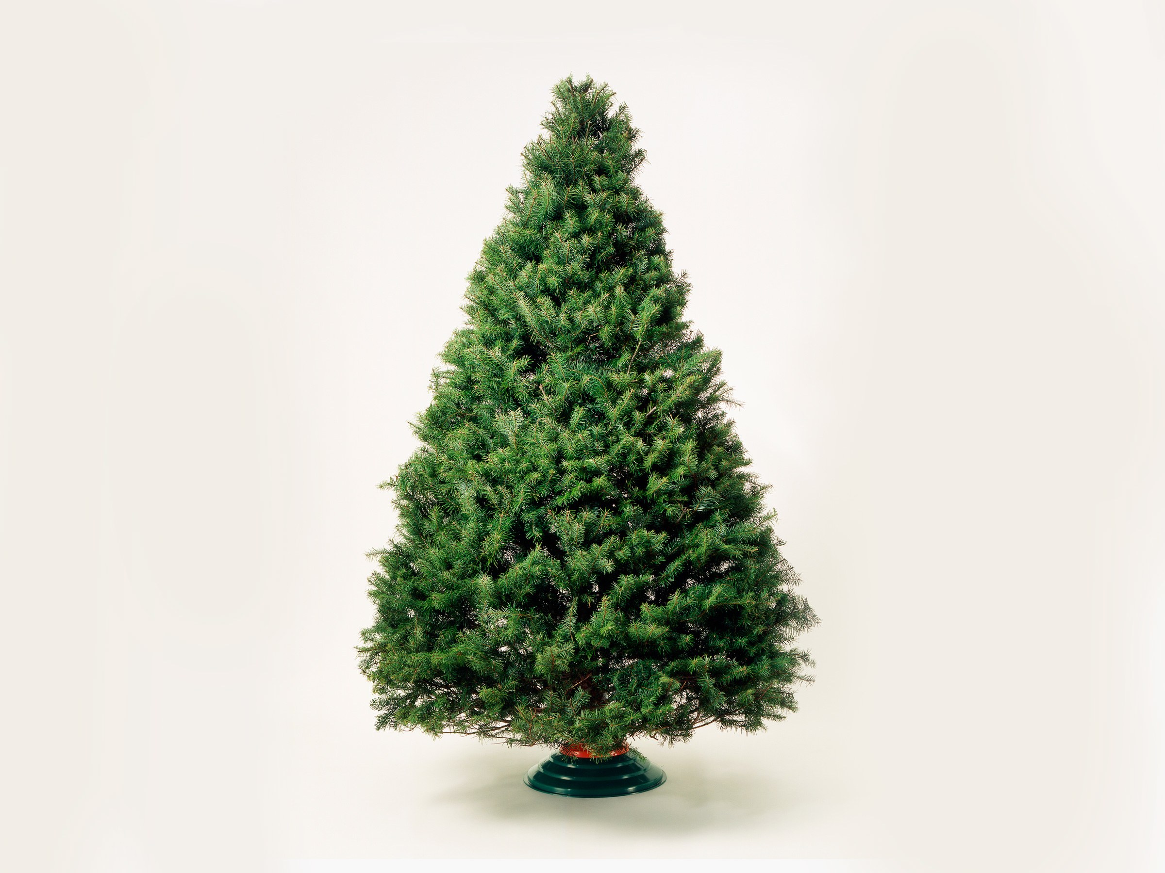 Using Genetics to Make a More Perfect Christmas Tree | WIRED