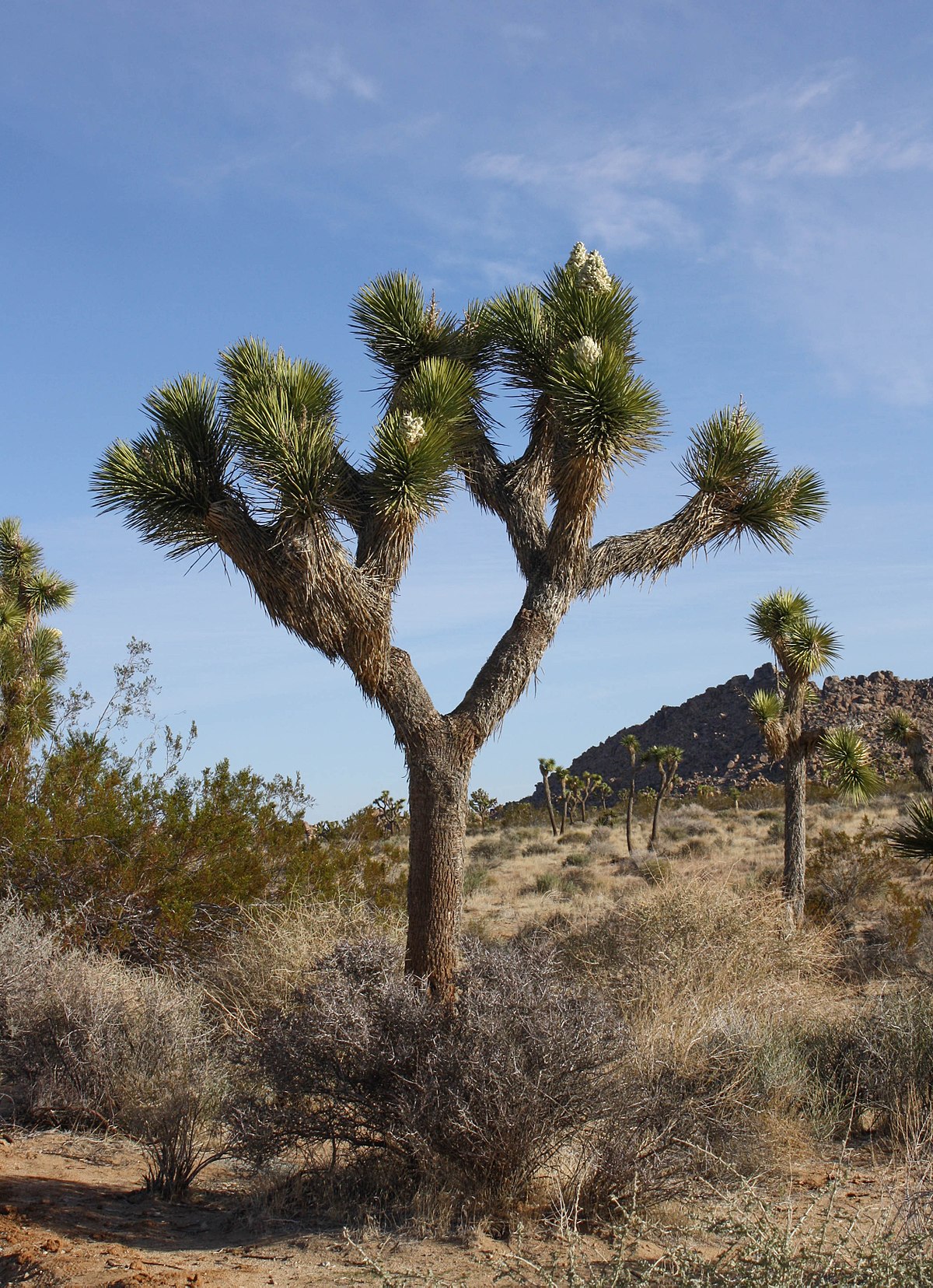 Yucca brevifolia - Wikipedia