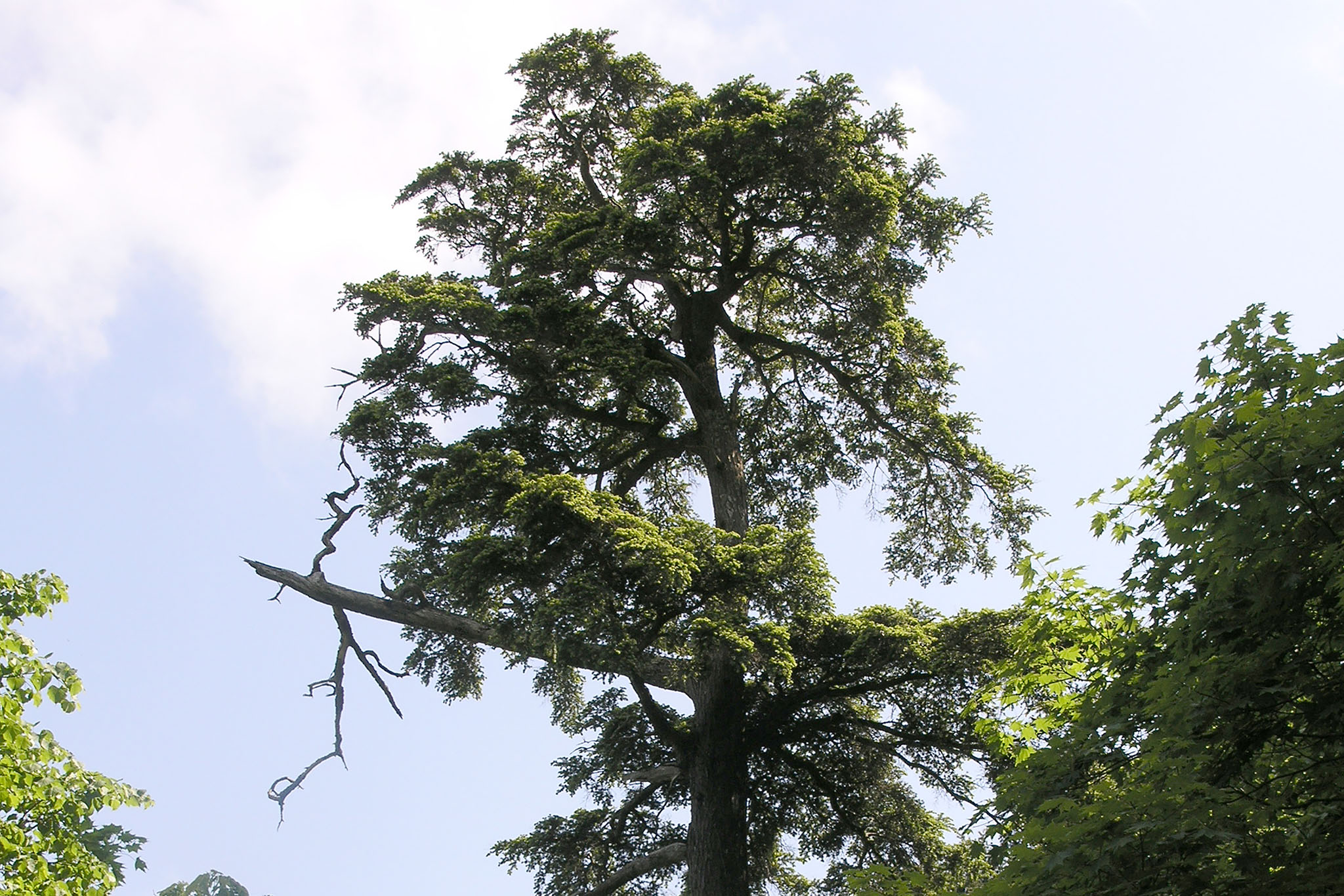 New Endangered Tree Species, Korea's Ulleungdo Hemlock, May Fight ...