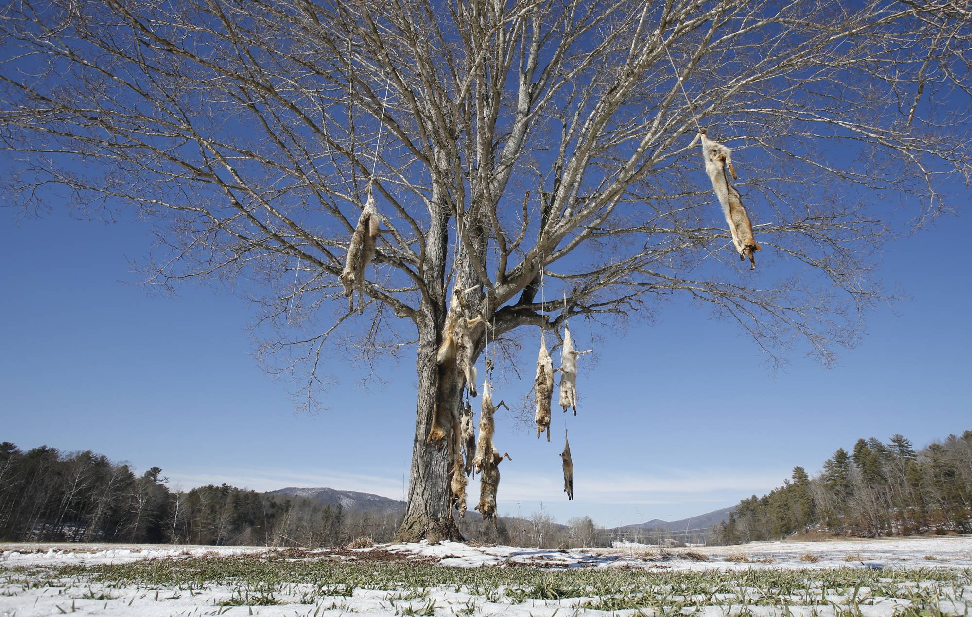 WTOP | Coyote carcasses strung up from roadside tree in Virginia