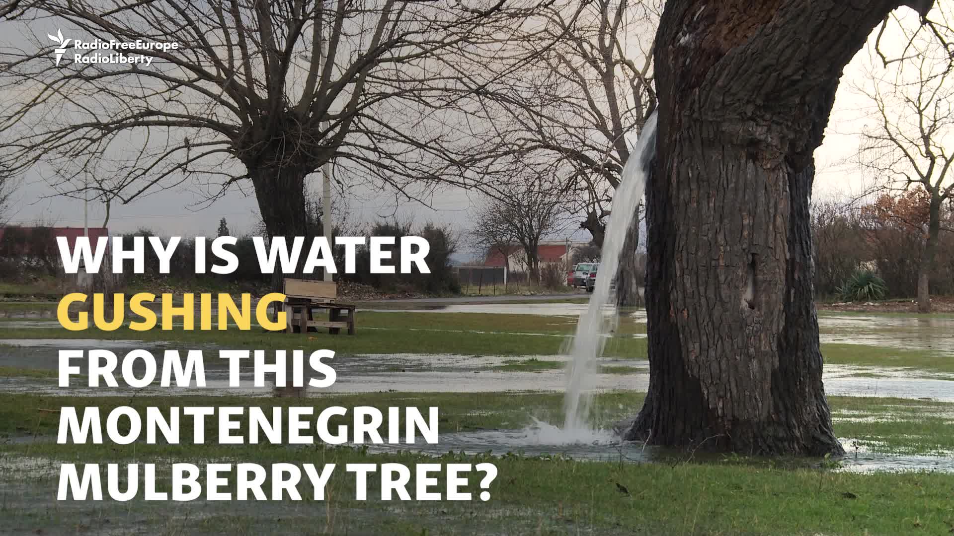 Montenegro's Gushing Water Tree