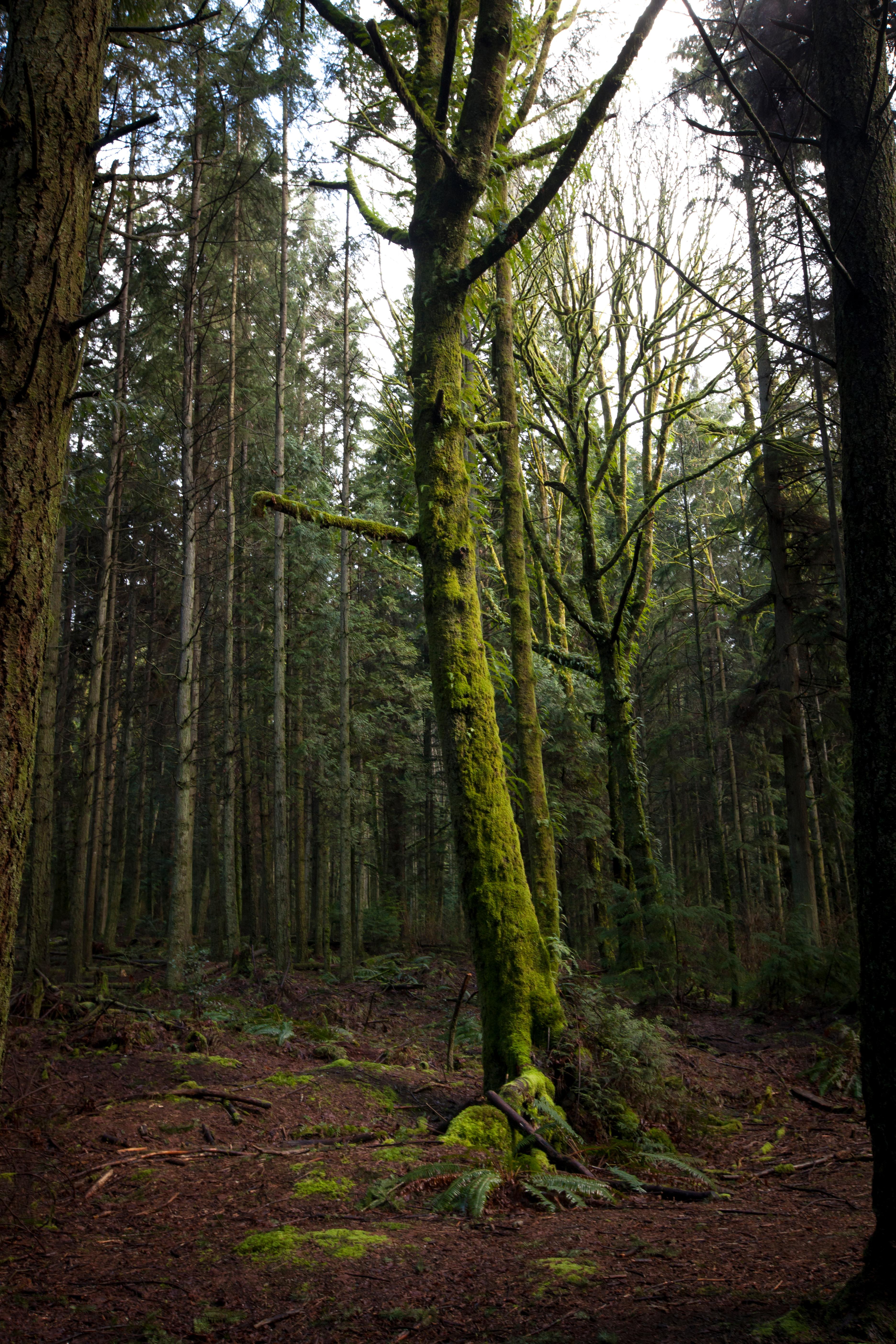 Do Trees Talk to Each Other? | Science | Smithsonian
