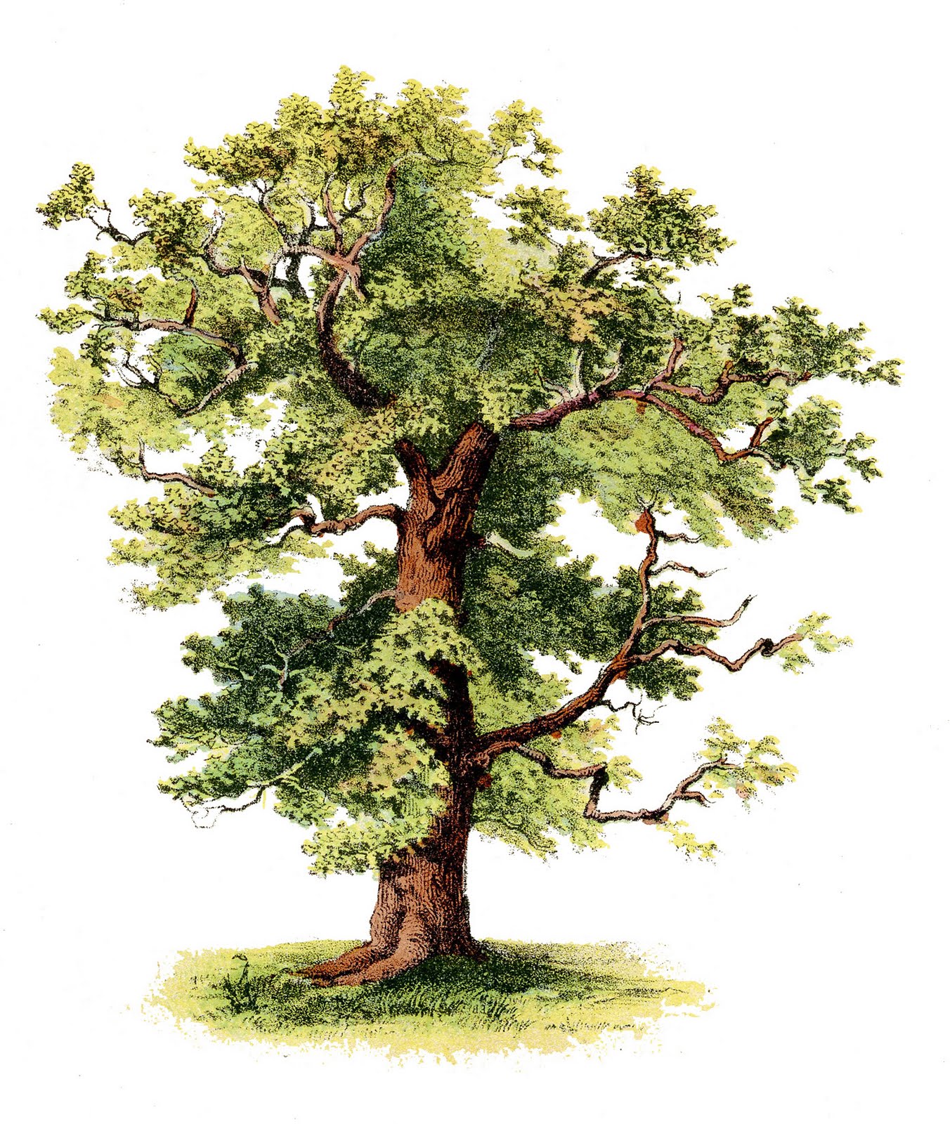 Antique Clip Art - Beautiful Tree - The Graphics Fairy