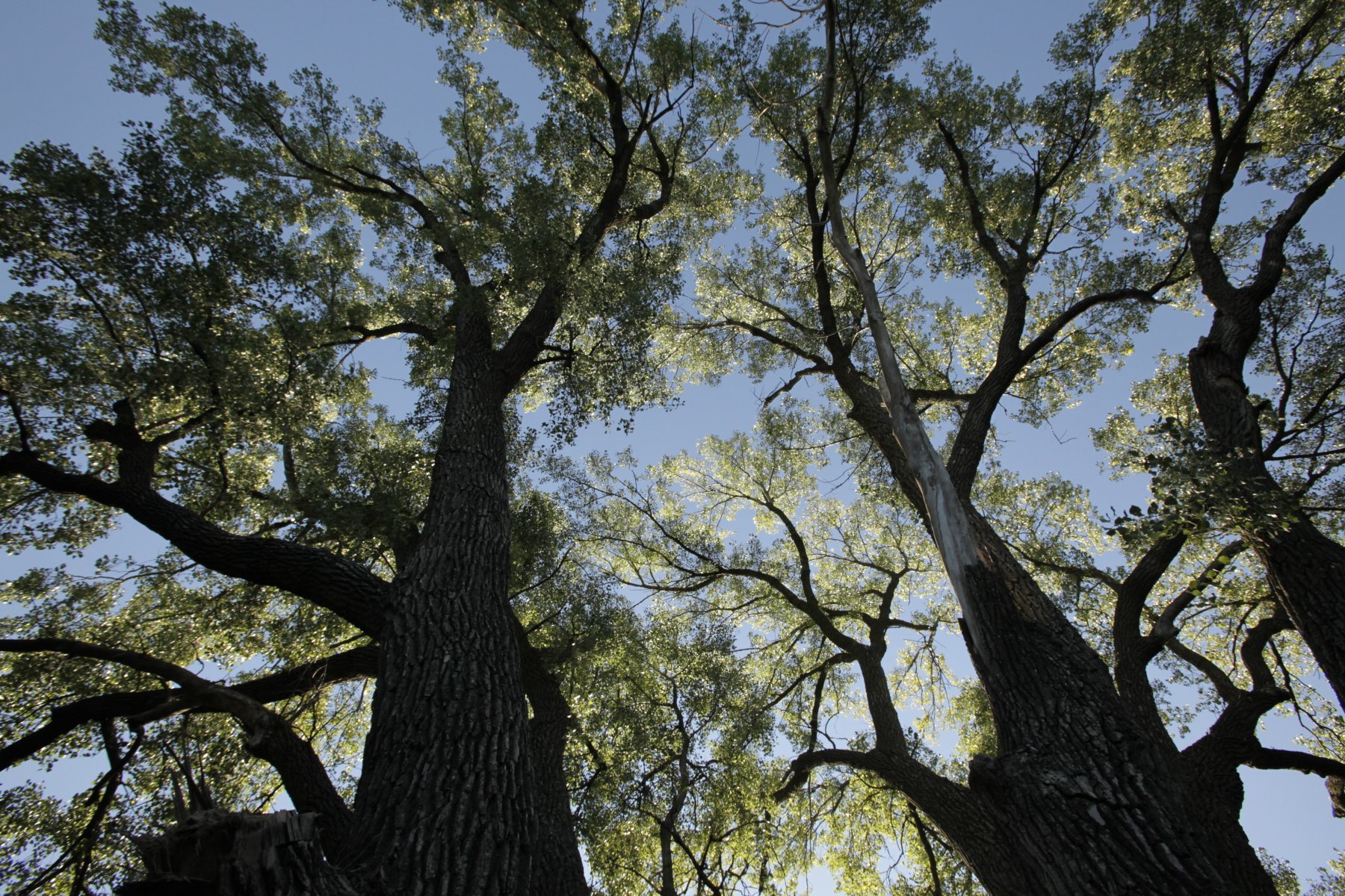 Champion & Heritage Tree Programs | Nebraska Forest Service