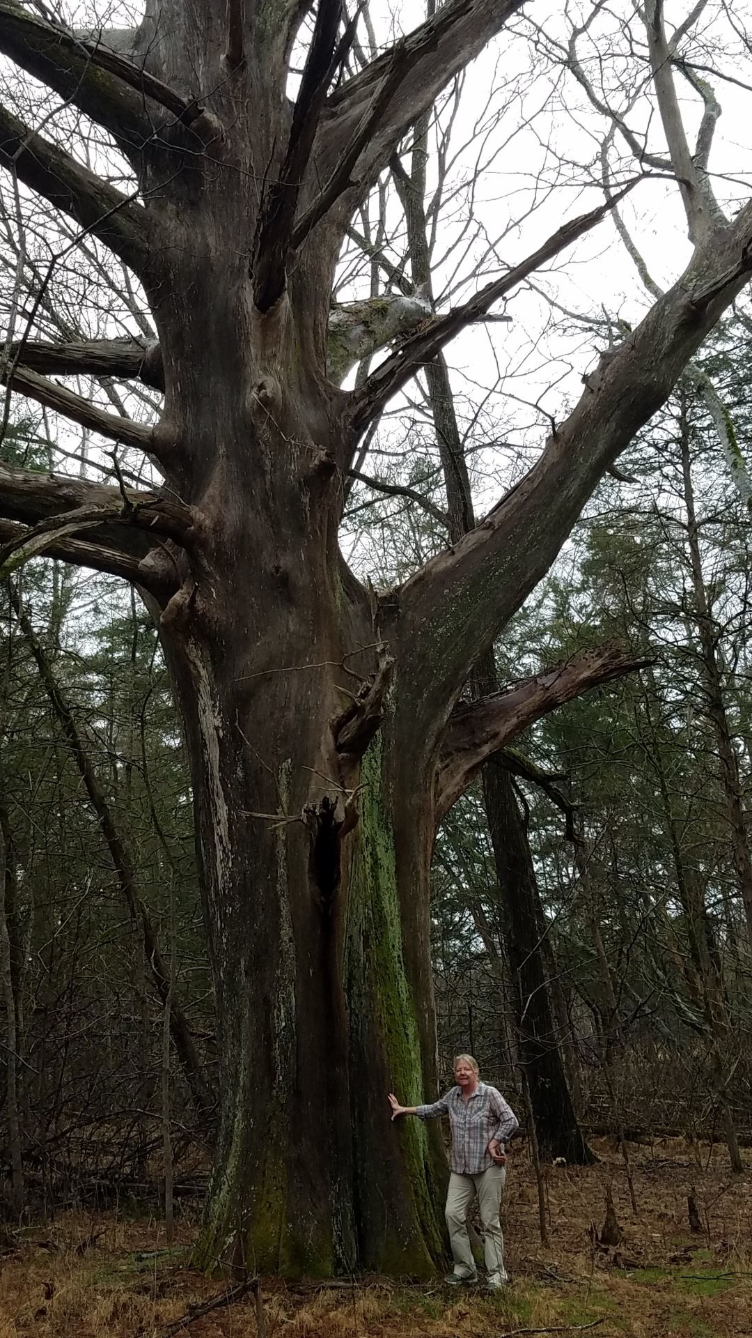 Clarkson: Amelia site, including 400-year-old tree, donated for ...