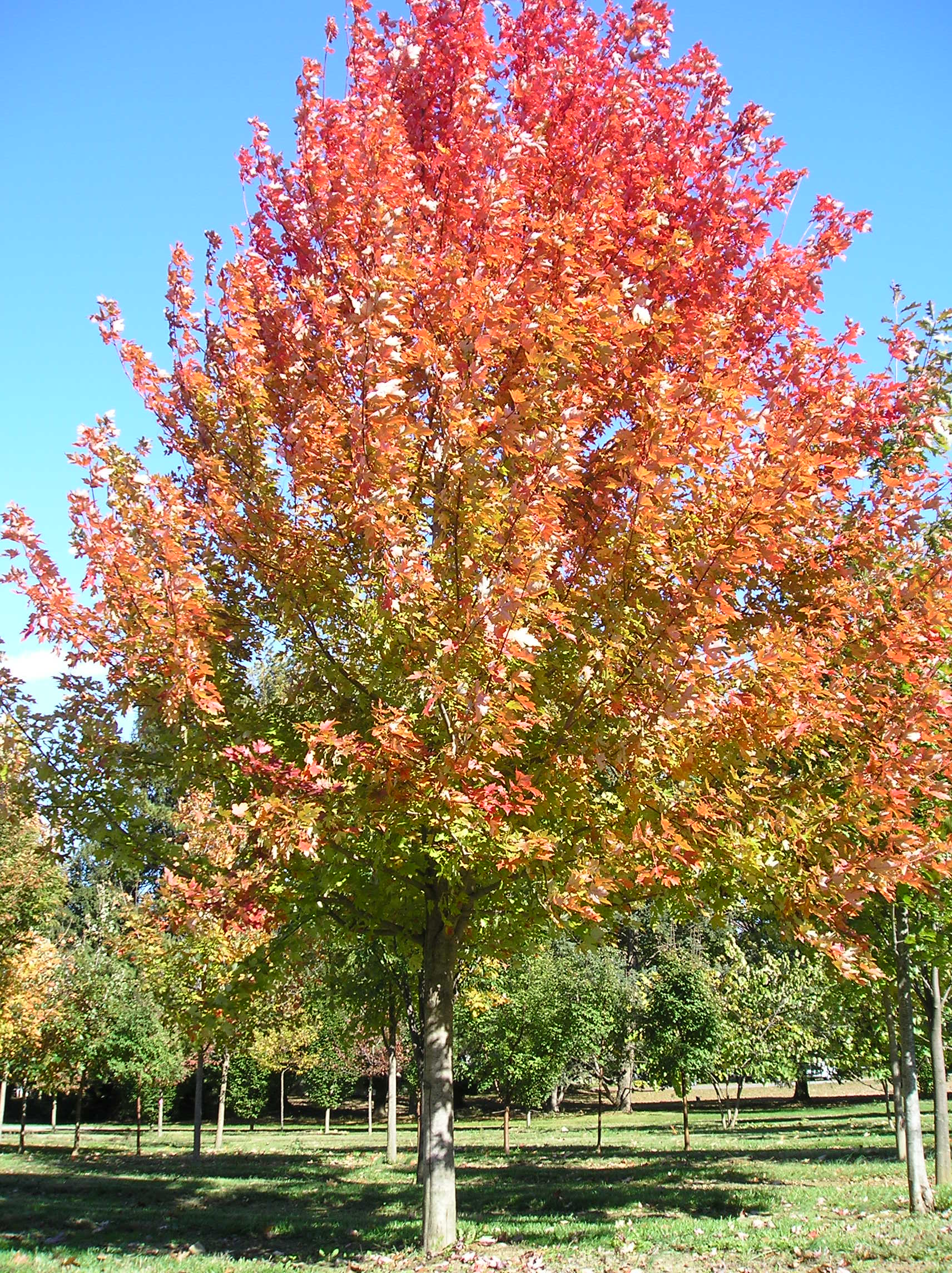 Fall Tree Planting | Deciduous Trees from Root's Nurseries