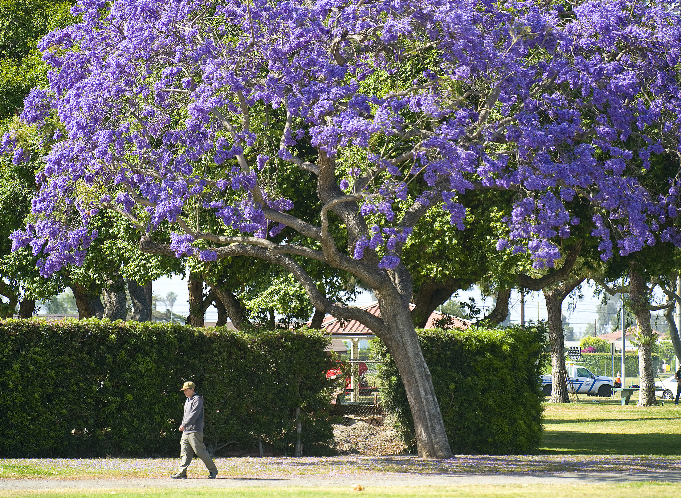 Frumpy Middle-Aged Mom: Why I hate my Jacaranda tree – or maybe not ...