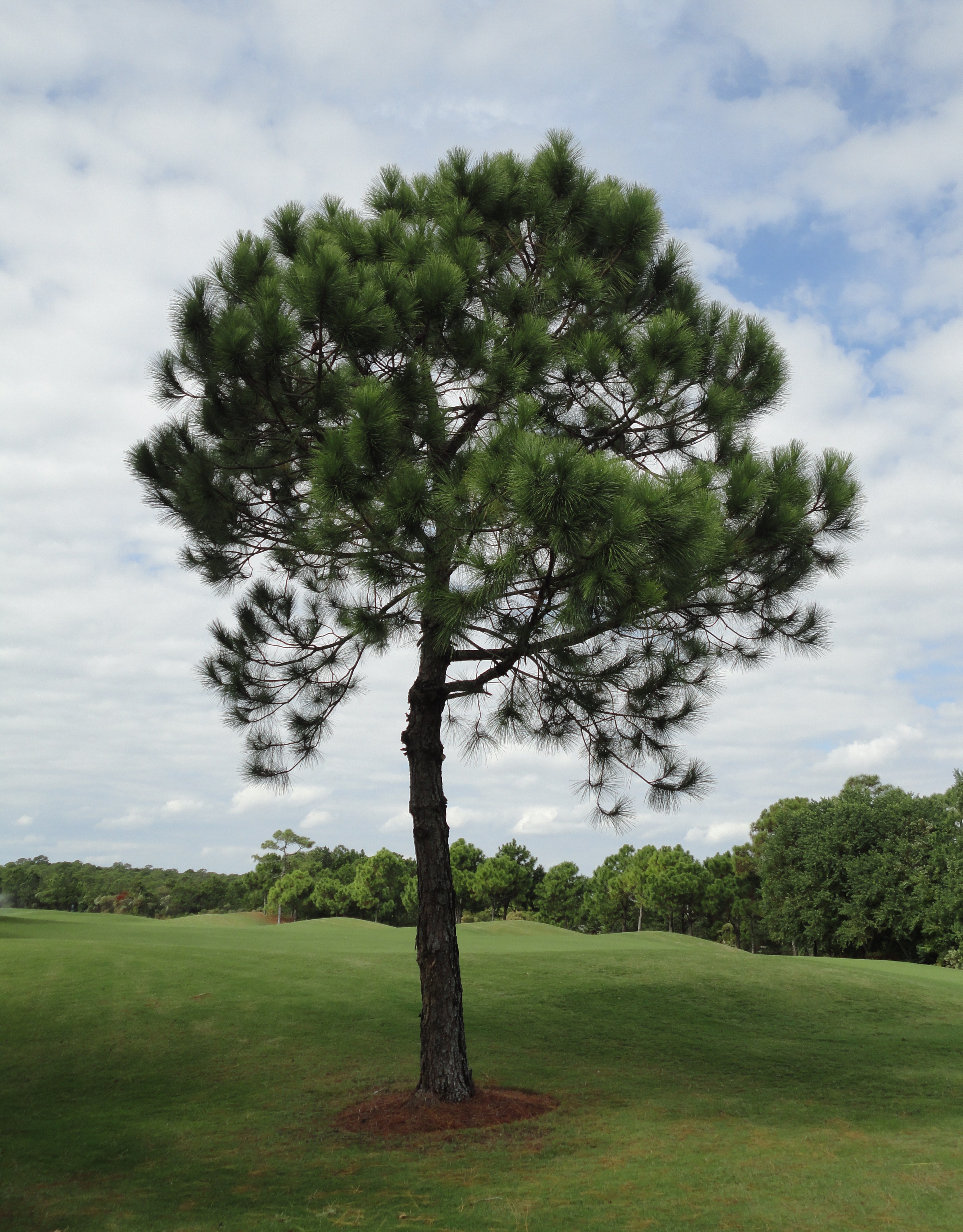 File:Tree at Golf Course.JPG - Wikimedia Commons