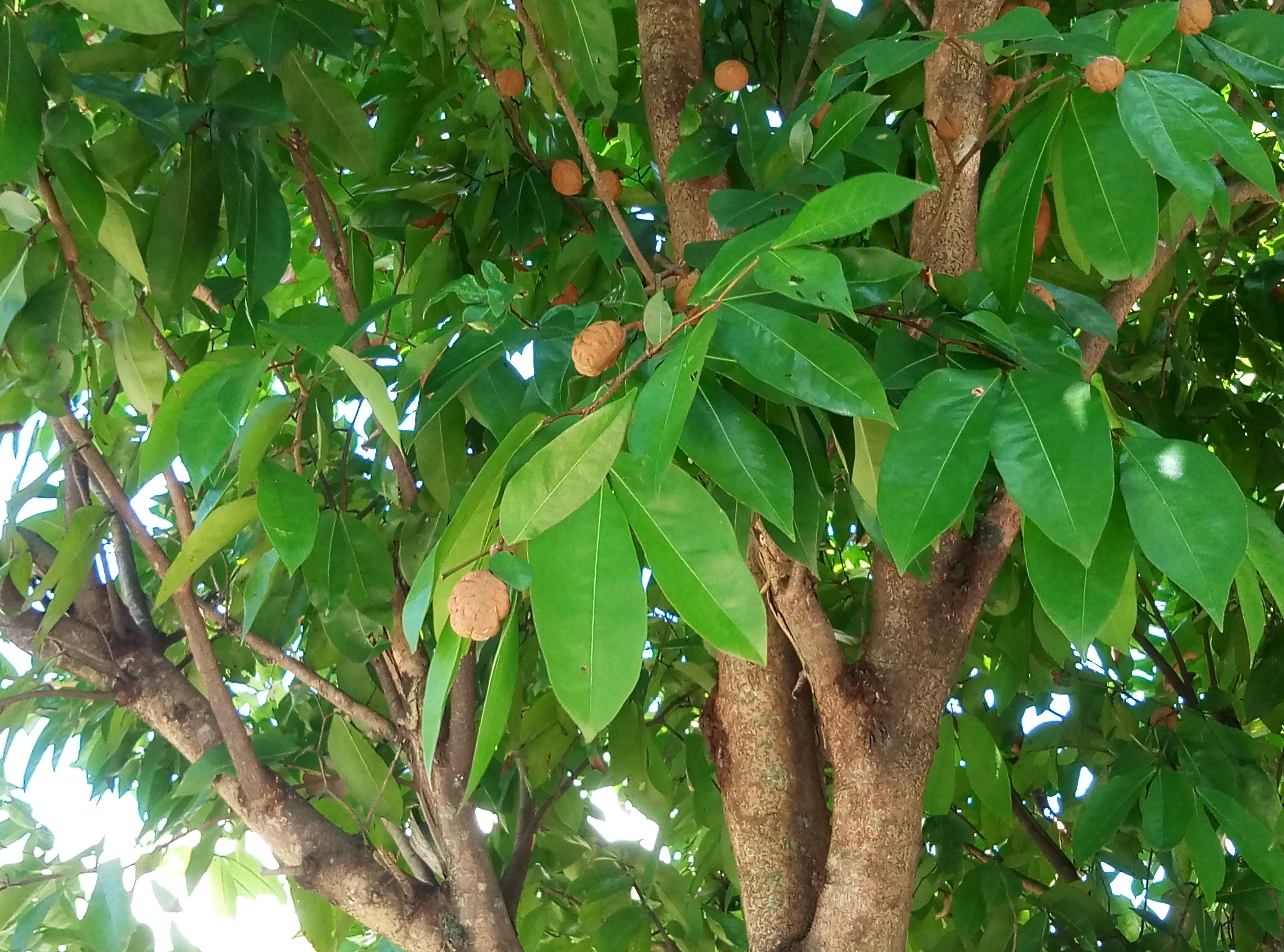 Please identify the family or genus/species of the tree?