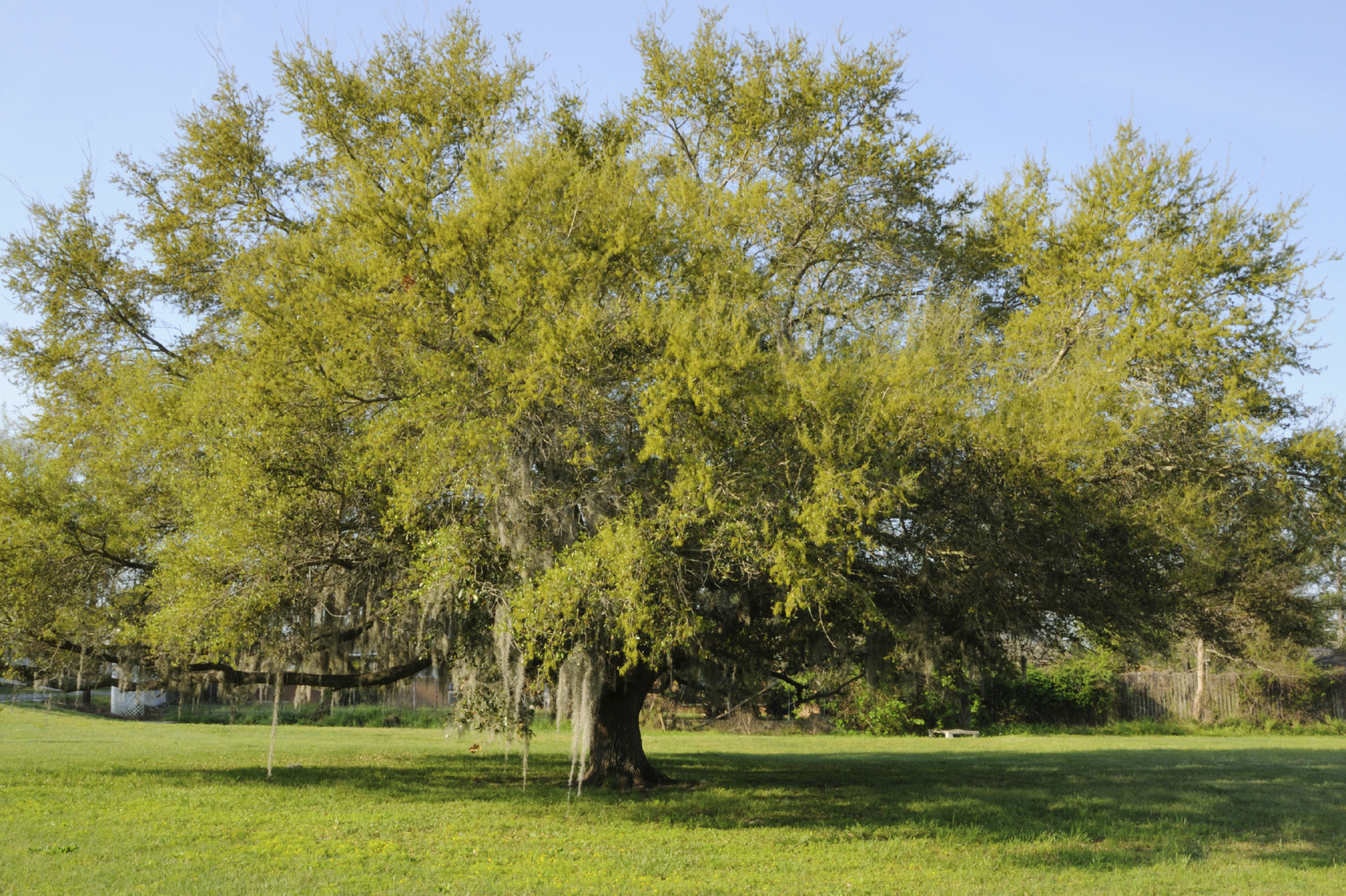 Trees You Should Protect Your Horse From | Thrasher Carriage Resources