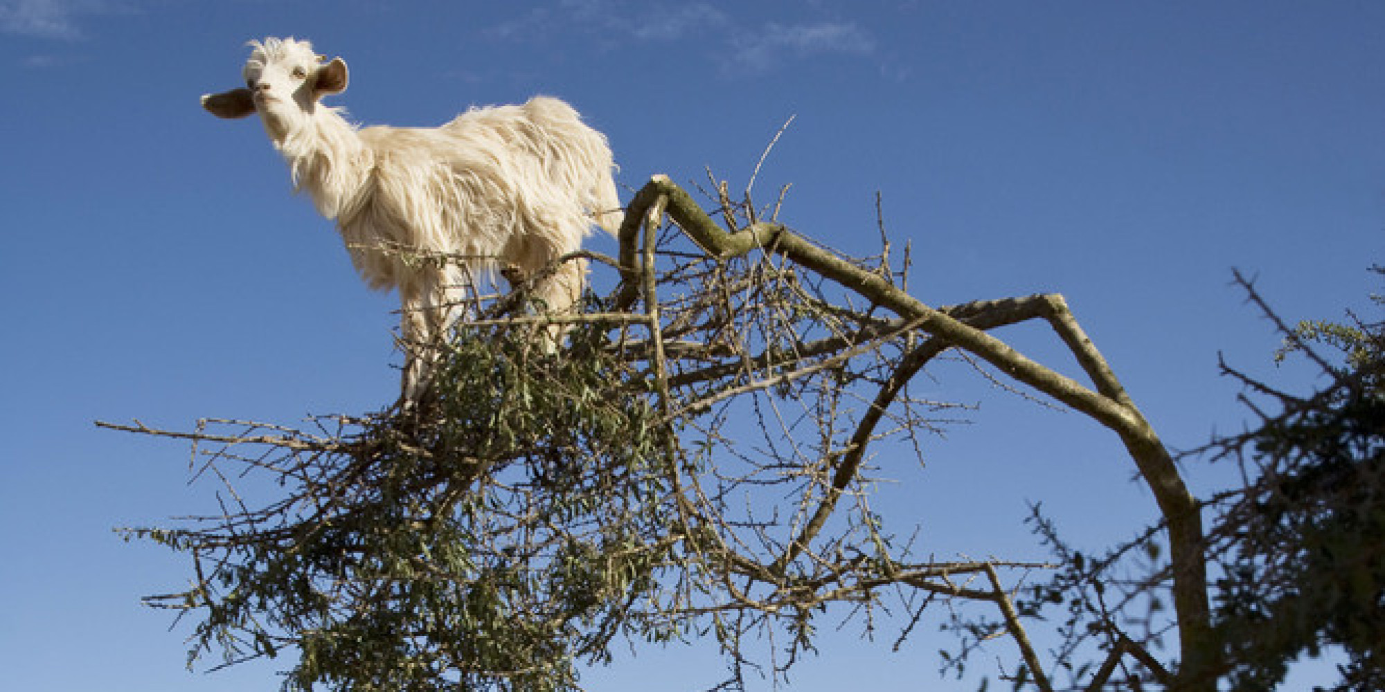 Get Out Of That Tree, Goats! | HuffPost