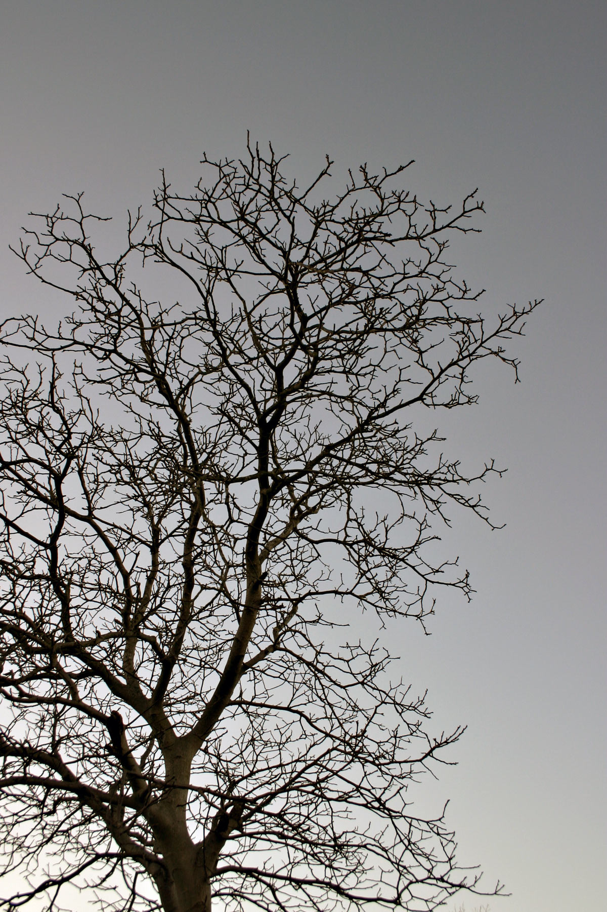 Tree against the sky photo