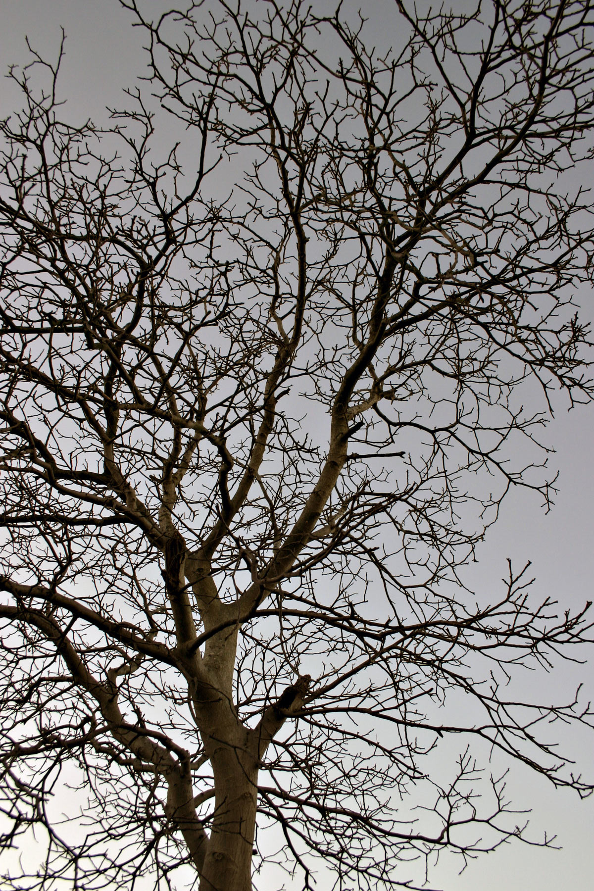 Tree against the sky photo