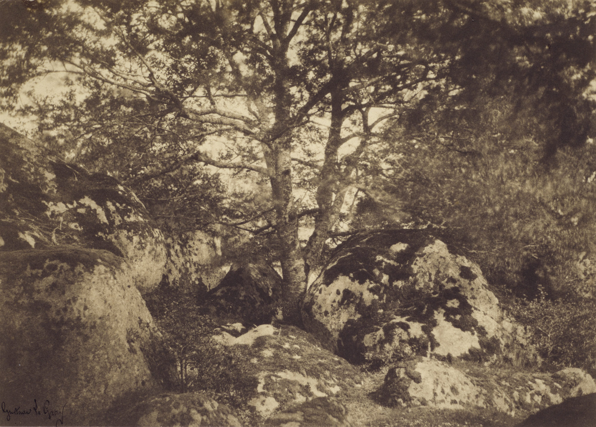 Oak Tree and Rocks, Forest of Fontainebleau] | Gustave Le Gray ...