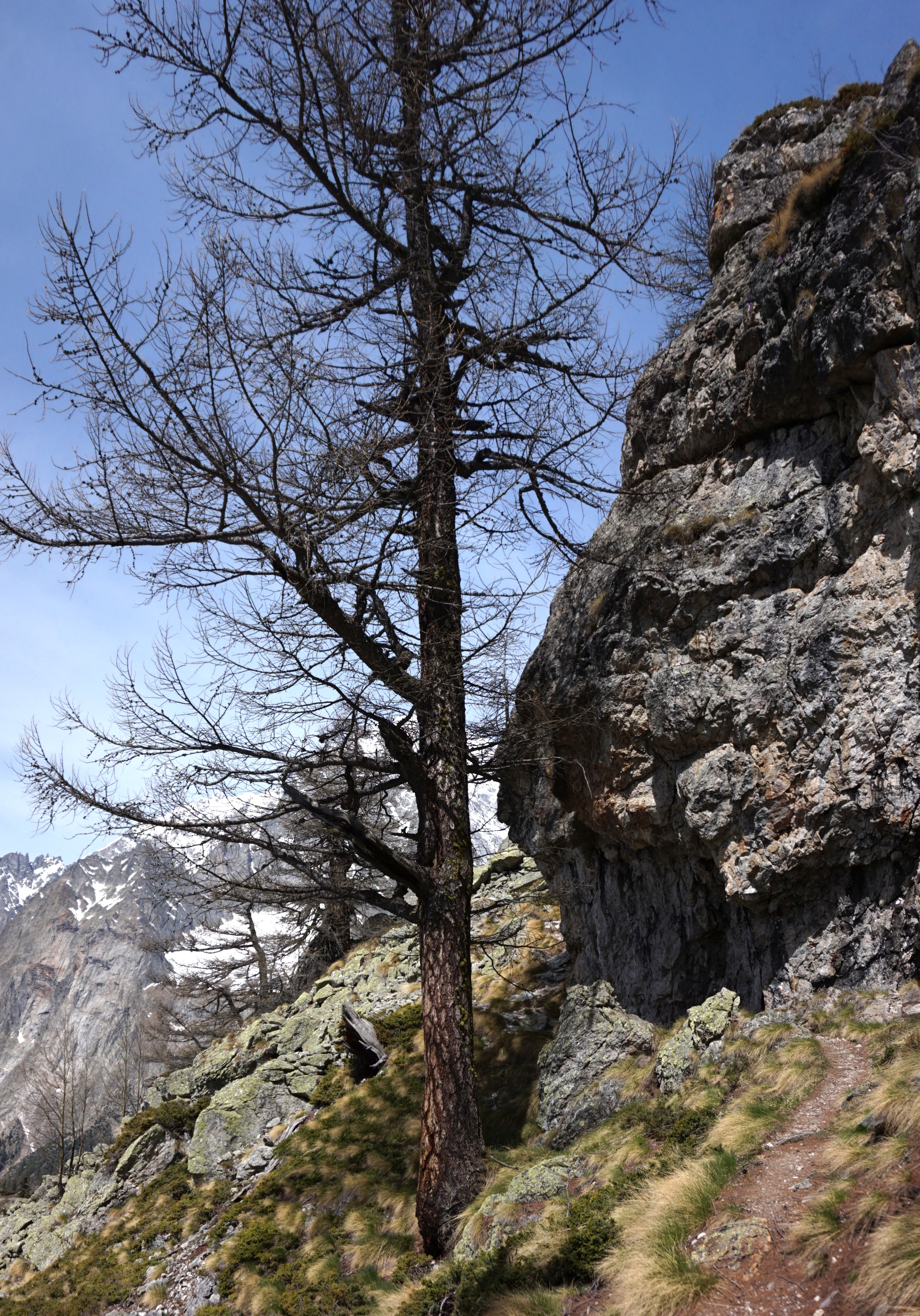 File:Tree and rock on Mont Chetif.jpg - Wikimedia Commons