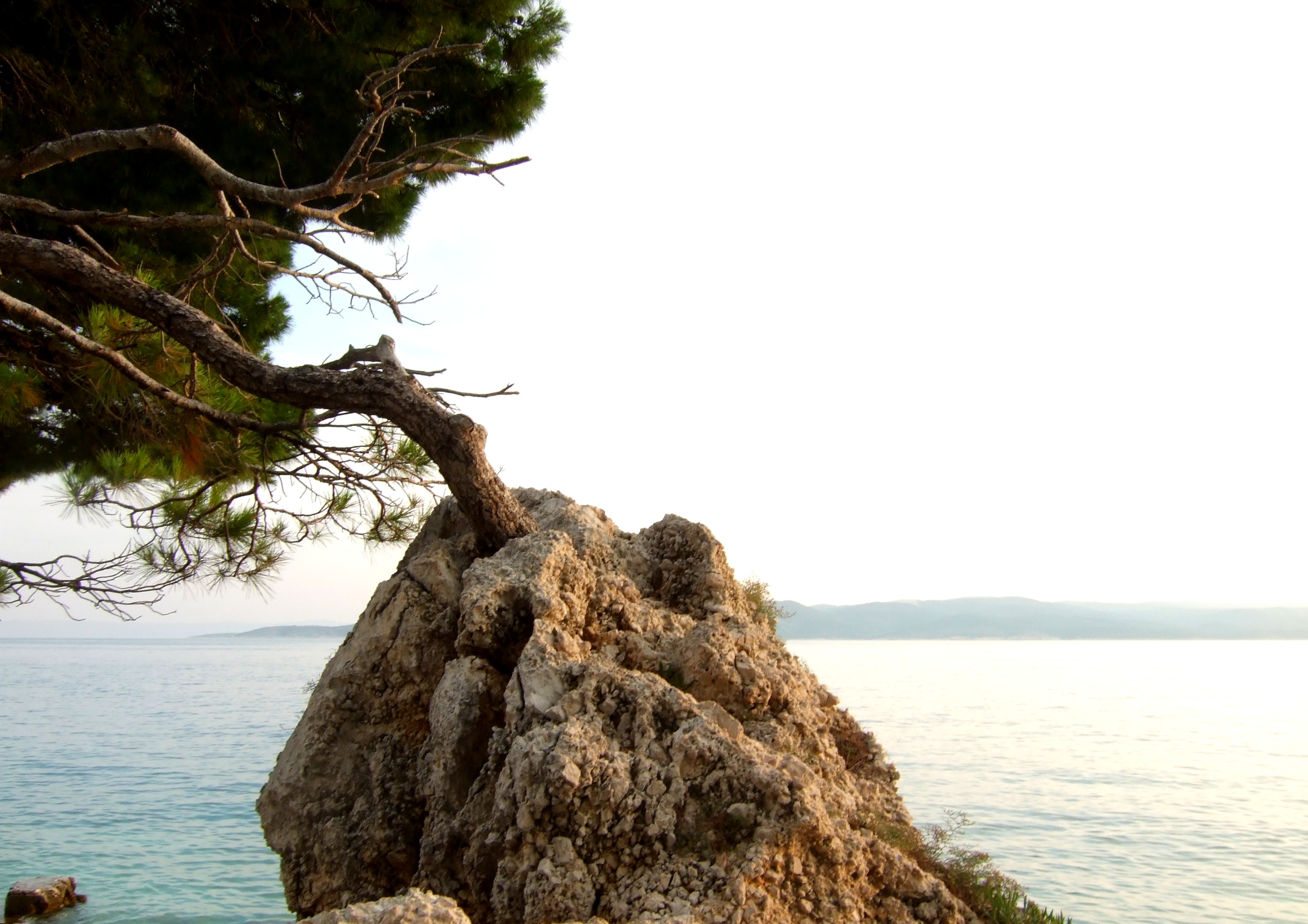 File:Tree on the rock.jpeg - Wikimedia Commons