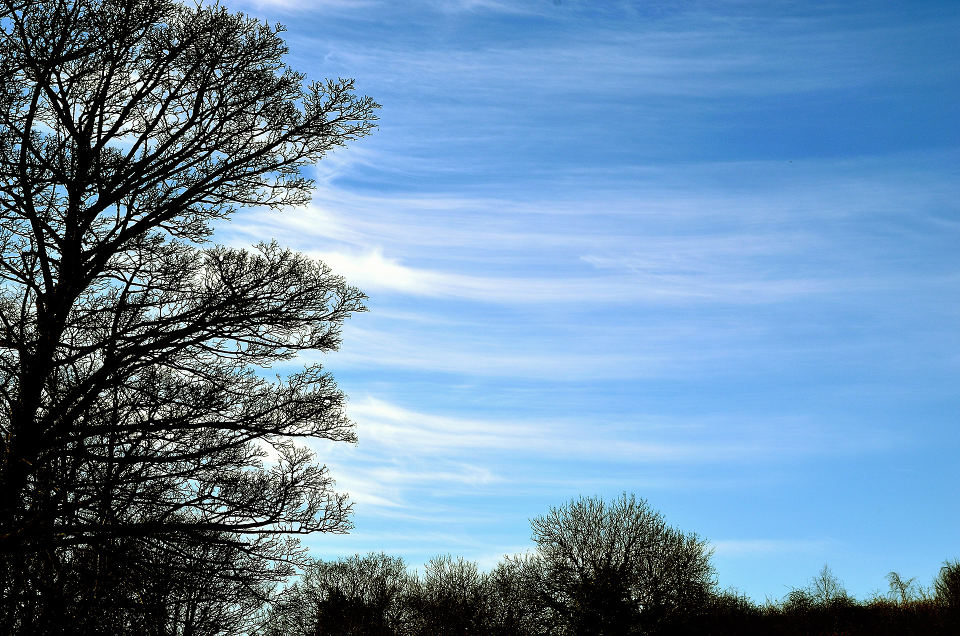 Blue Sky And Tree Free Stock Photo - Public Domain Pictures