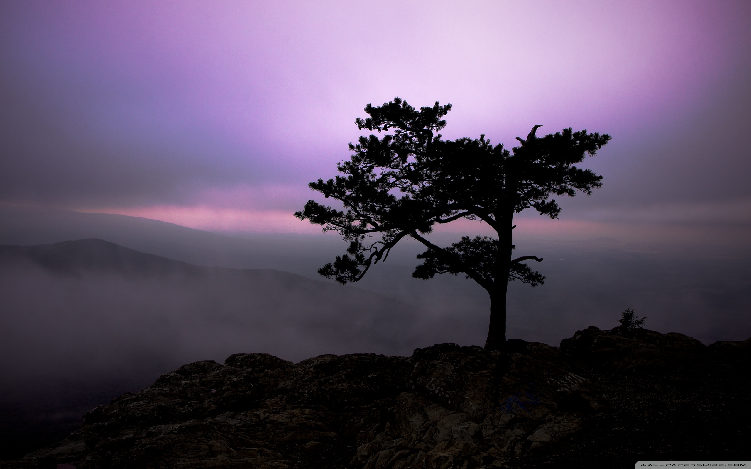 Pine Tree At Twilight ❤ 4K HD Desktop Wallpaper for 4K Ultra HD TV ...