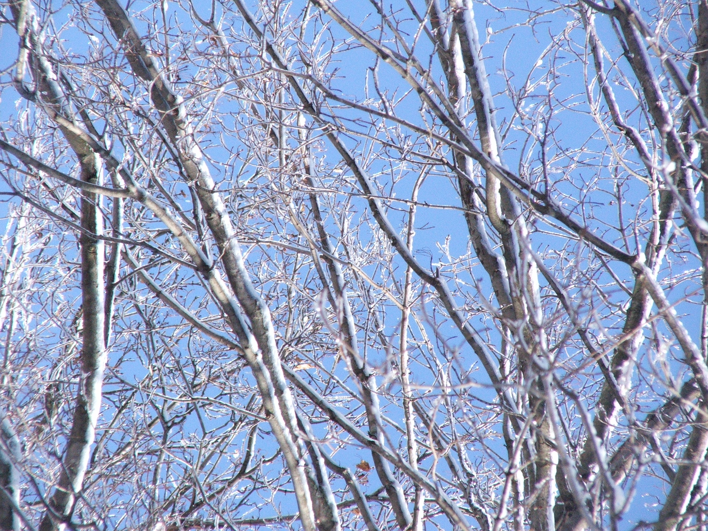 Tree at winter photo