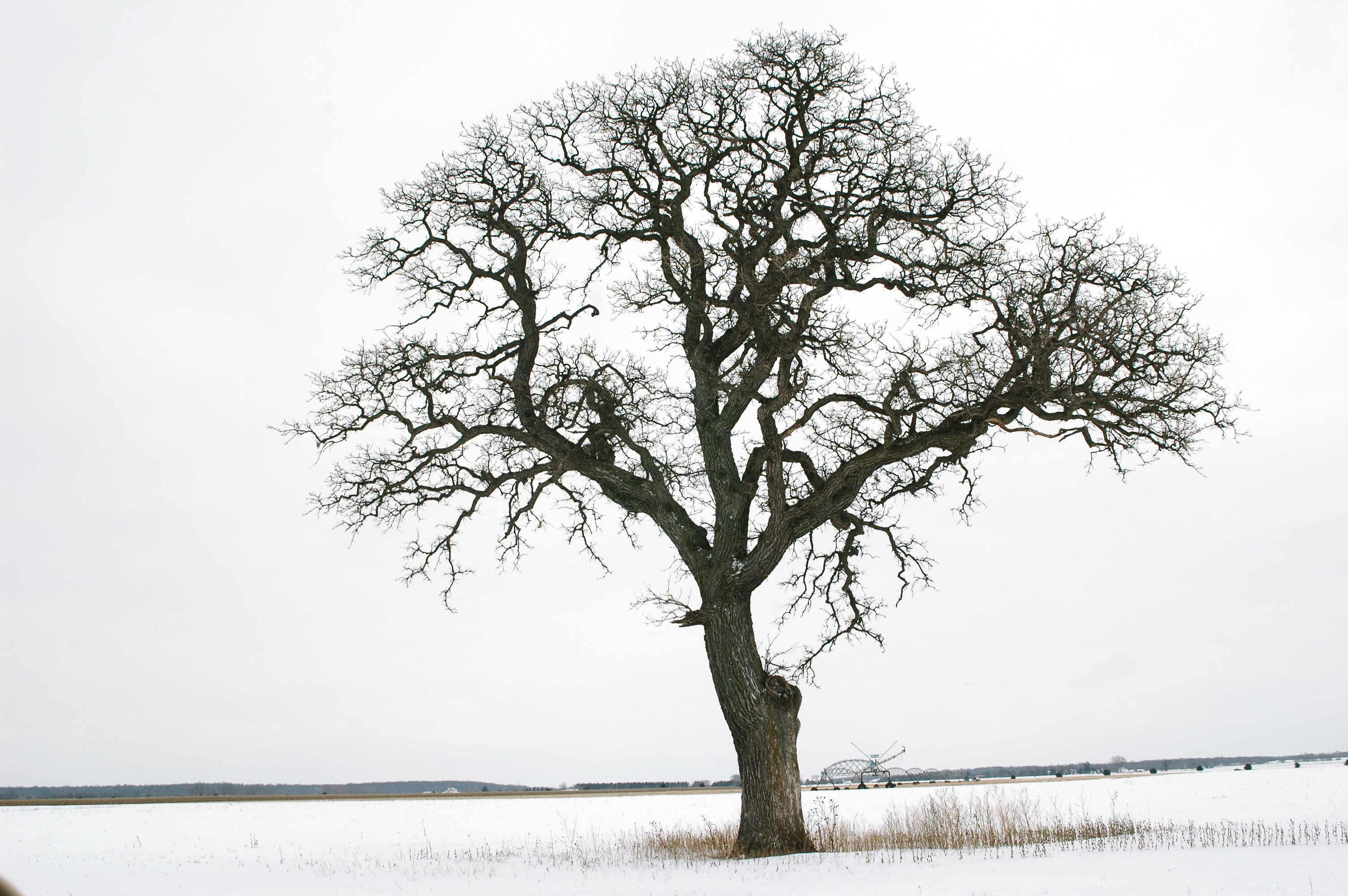 Tree in winter by Doug Stener | Solace in a Book