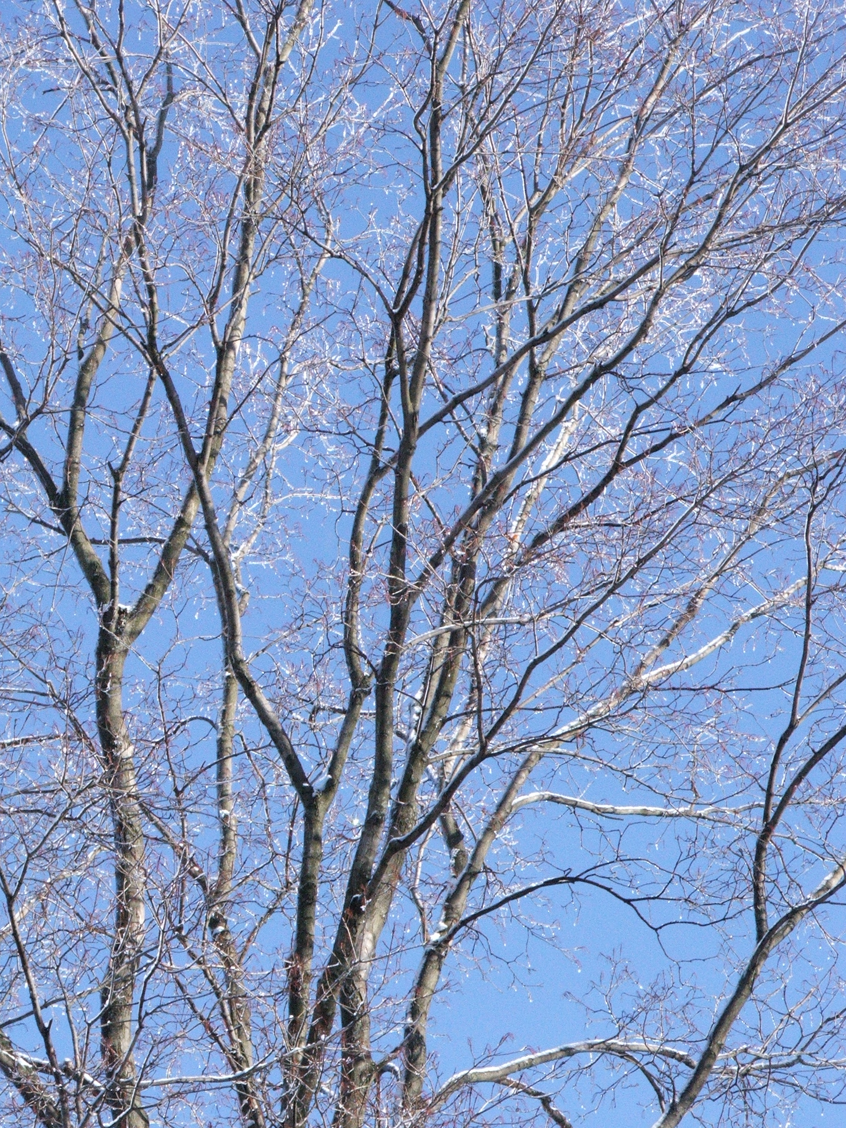 Tree at winter photo