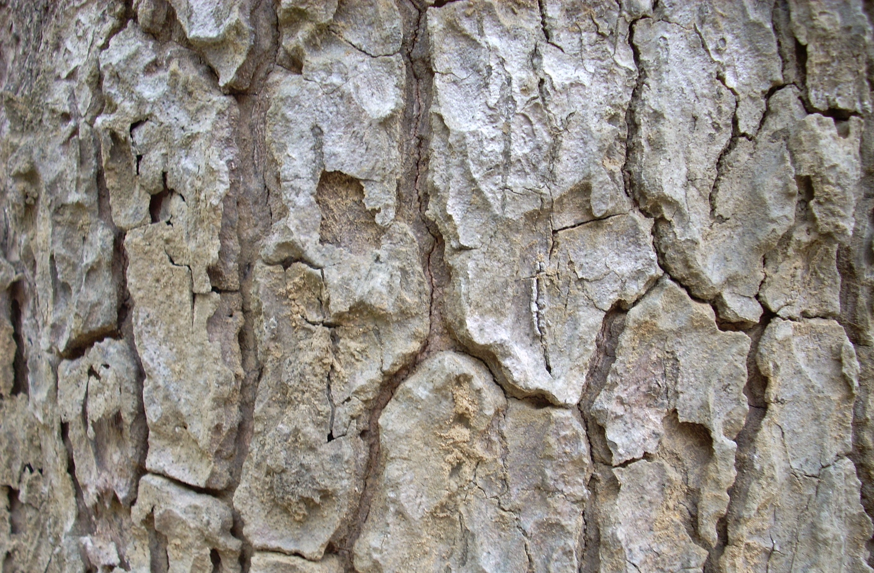 Tree bark, Abstract, Bark, Cracked, Dried, HQ Photo