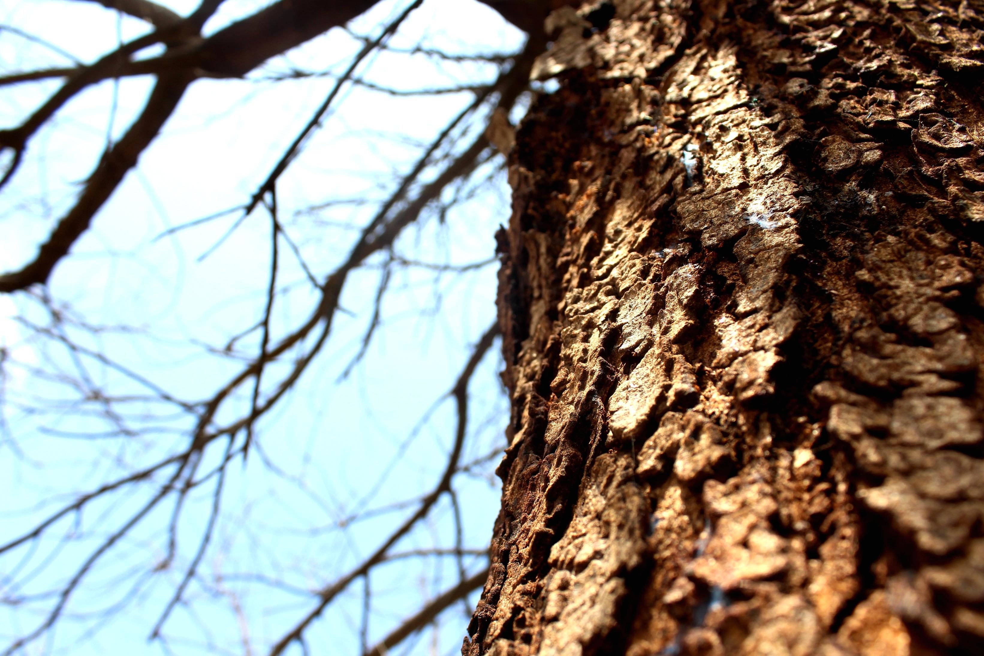 Free picture: tree, bark, wood, nature, abstract, branch, plant