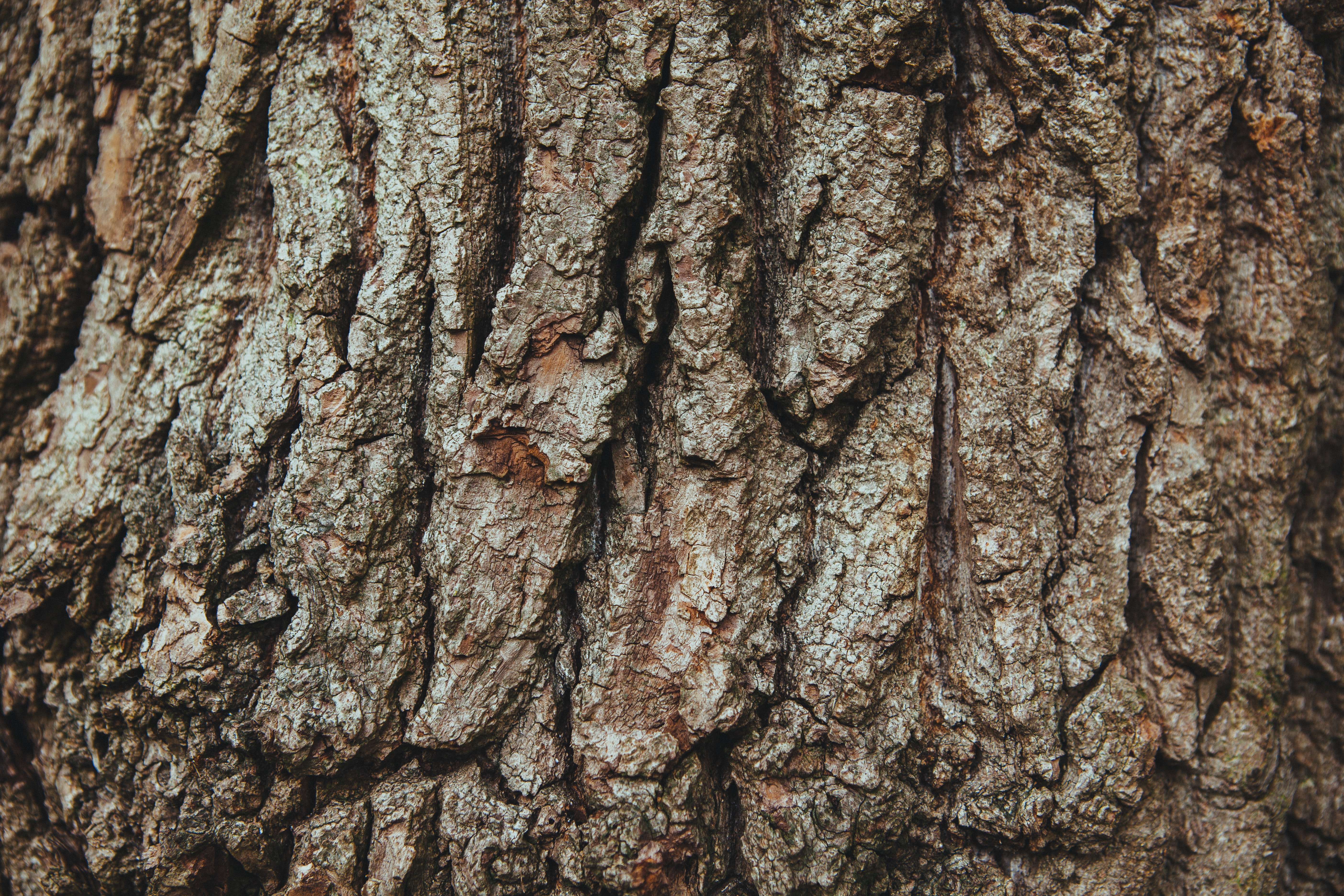 Free stock photo of bark, english oak, french oak