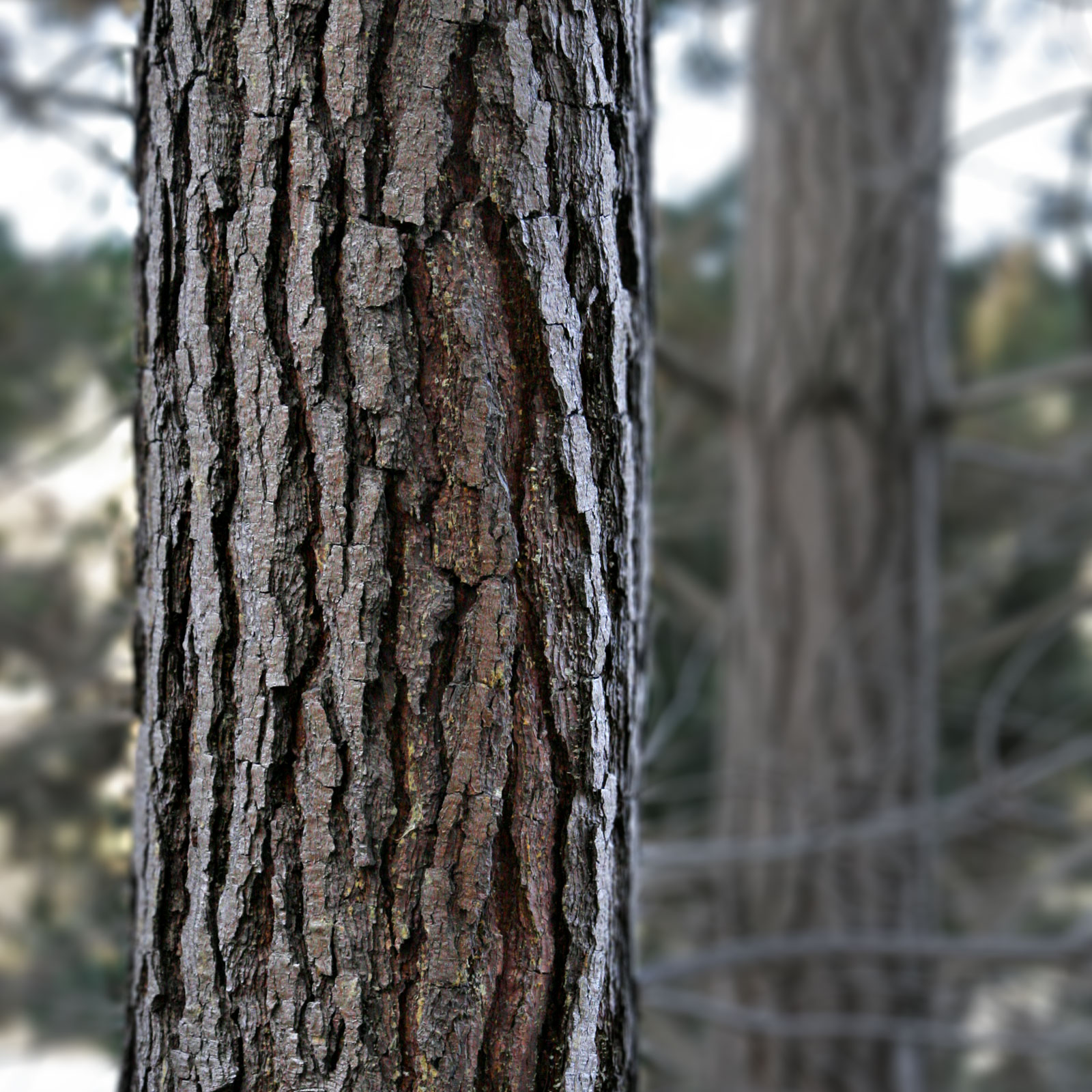 Could Tree Bark Keep You Alive? | The Sleuth Journal