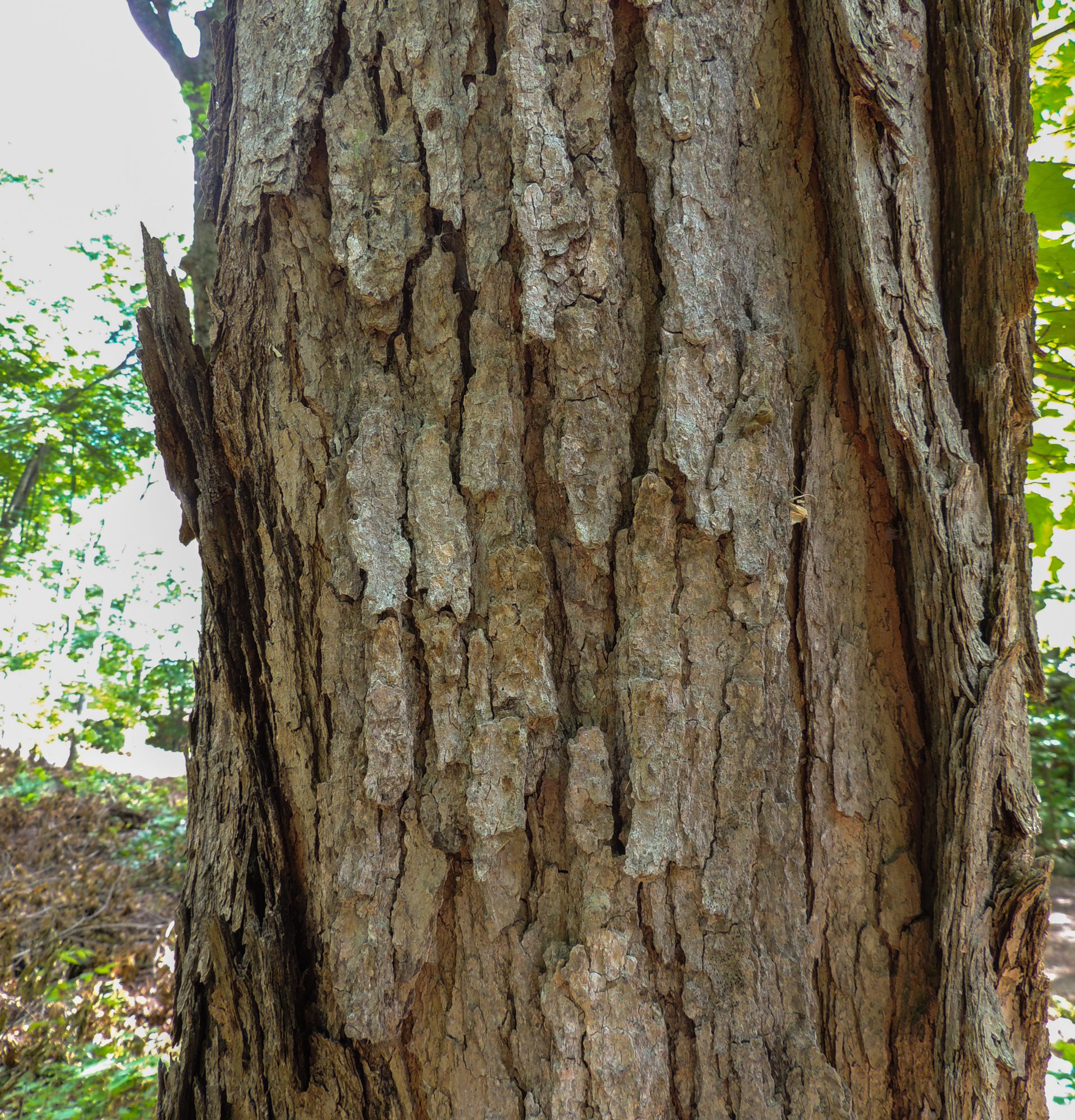 Altona Forest Hike: Tree Bark and Buds - Toronto and Region ...