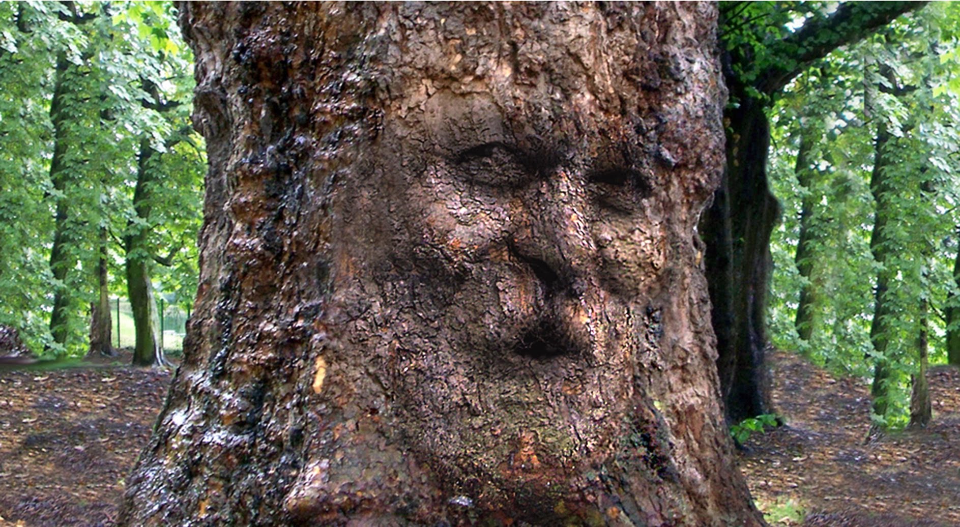 Photoshop Tutorial: How to Camouflage a Face onto Gnarly, TREE Bark ...