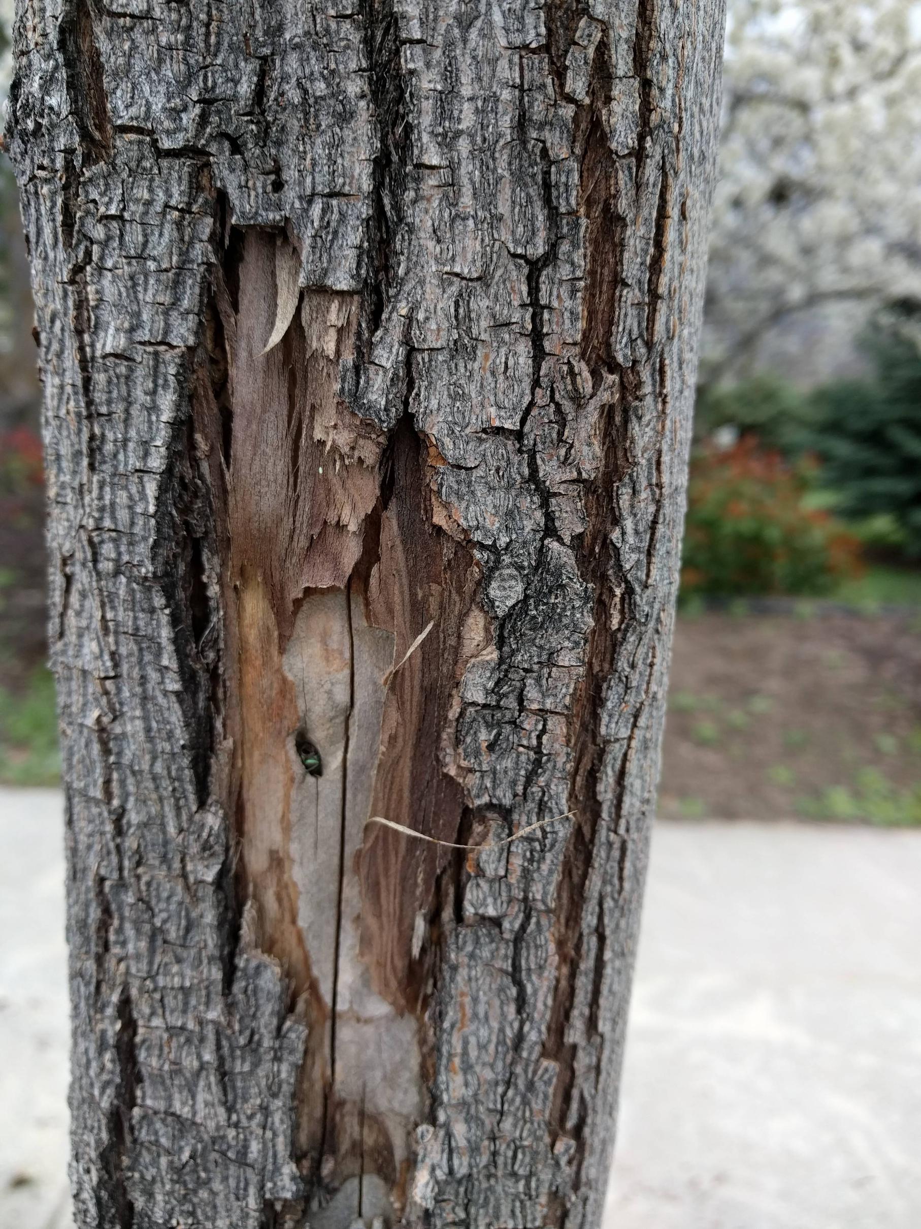 diagnosis - What is wrong with my trees? The bark on one side is ...