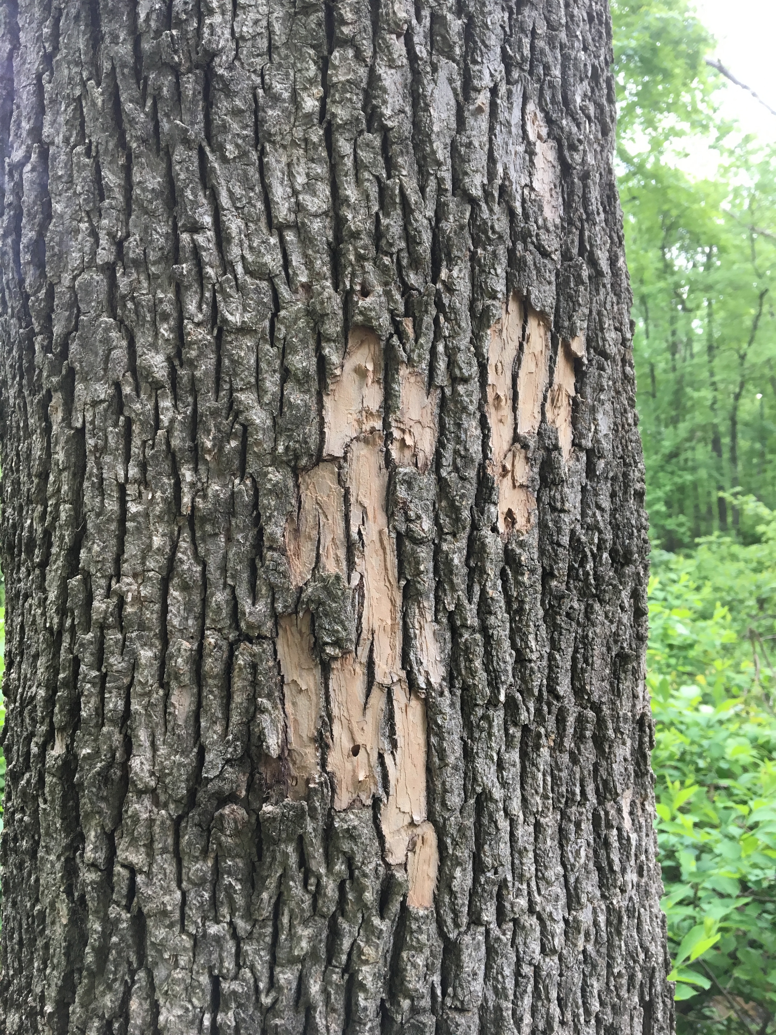 Bark falling off, trees dying - Ask an Expert