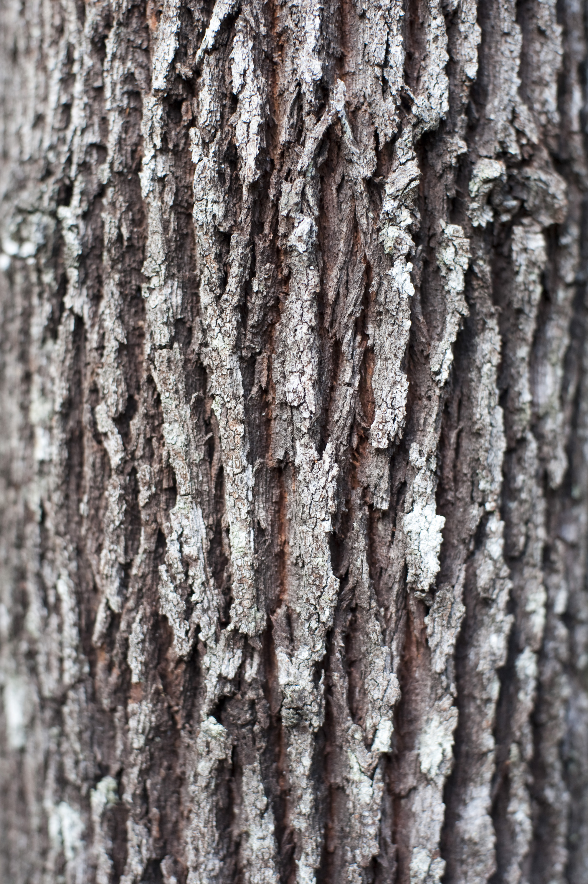 Free image of tree bark