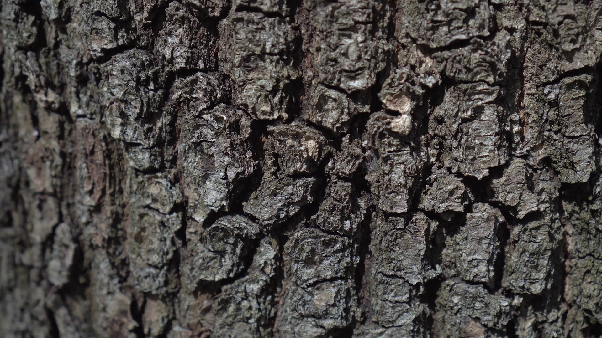 tree bark along the trunk Stock Video Footage - Videoblocks