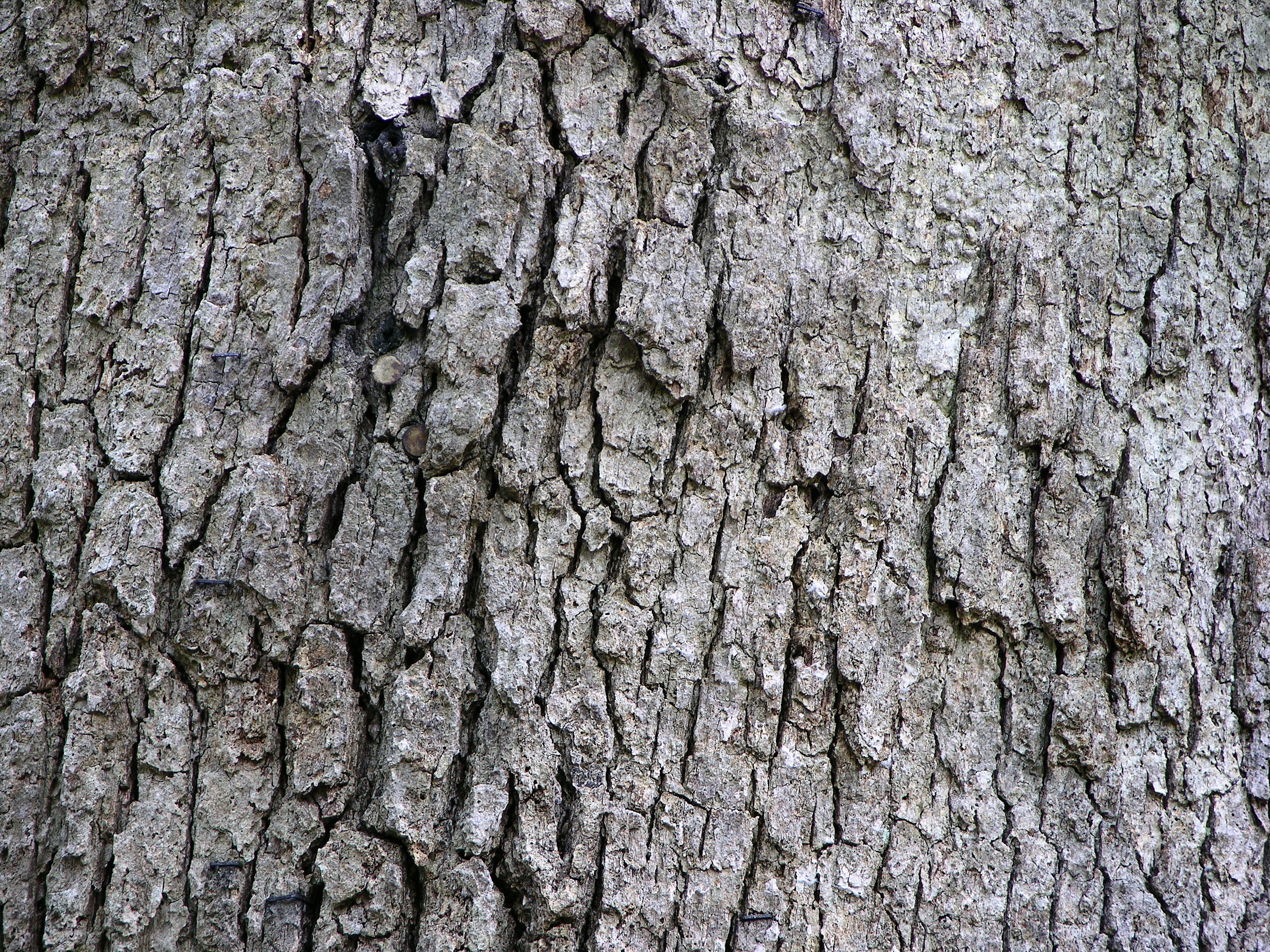 File:White Oak Quercus alba Tree Bark 3264px.jpg - Wikimedia Commons