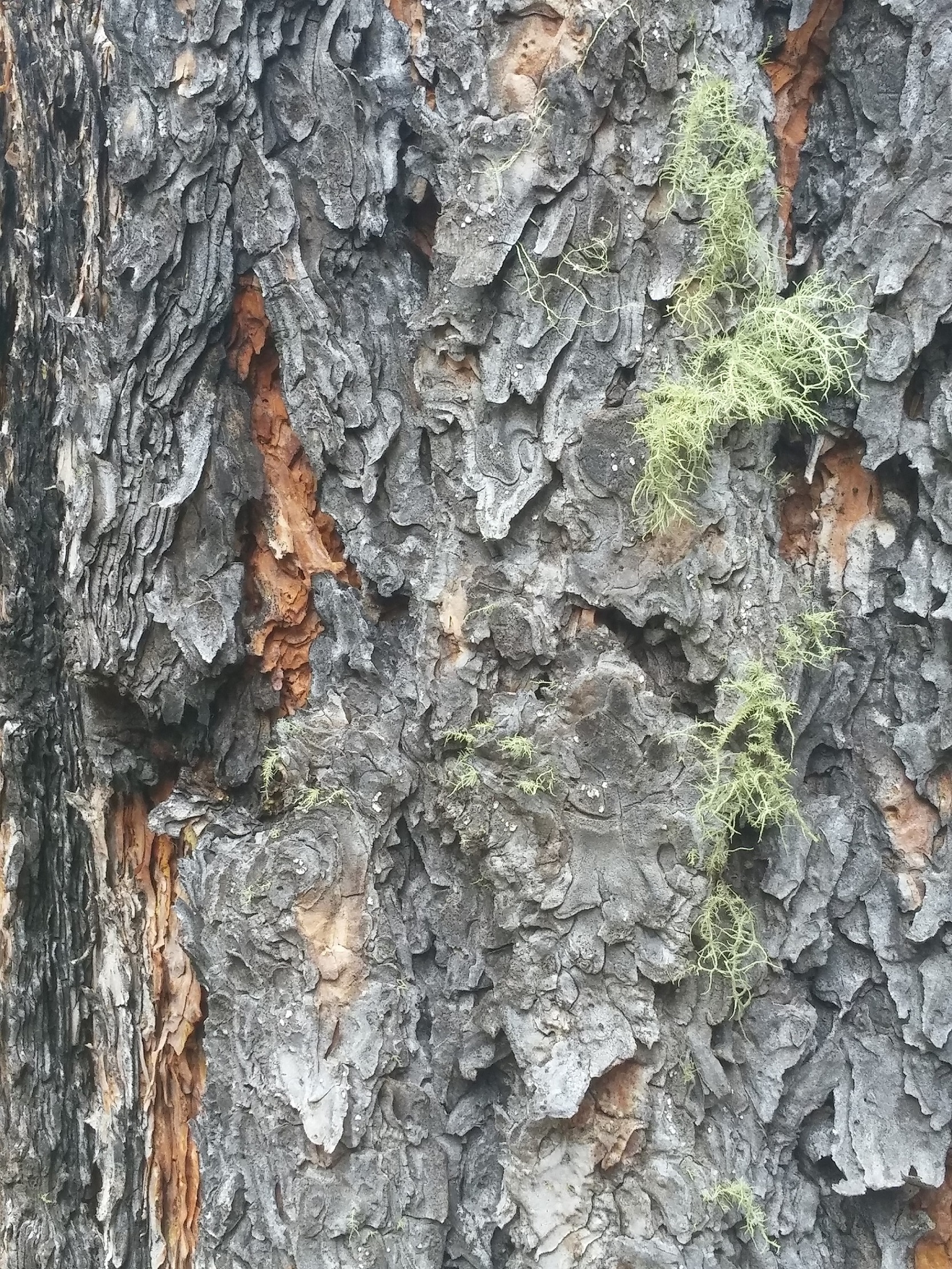 Tree Bark With Moss - Suzan Schnitzius