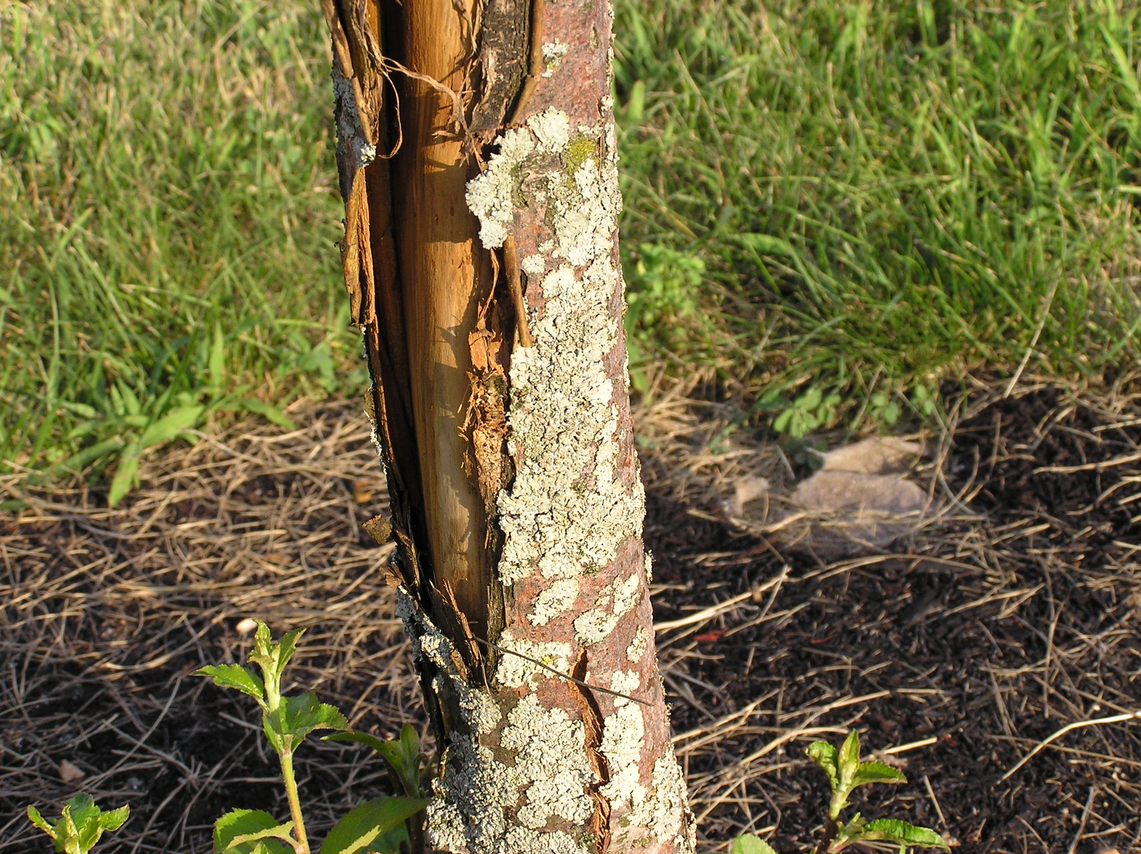 Split Bark on Crabapple Tree. Can this tree be saved? - Ask an Expert