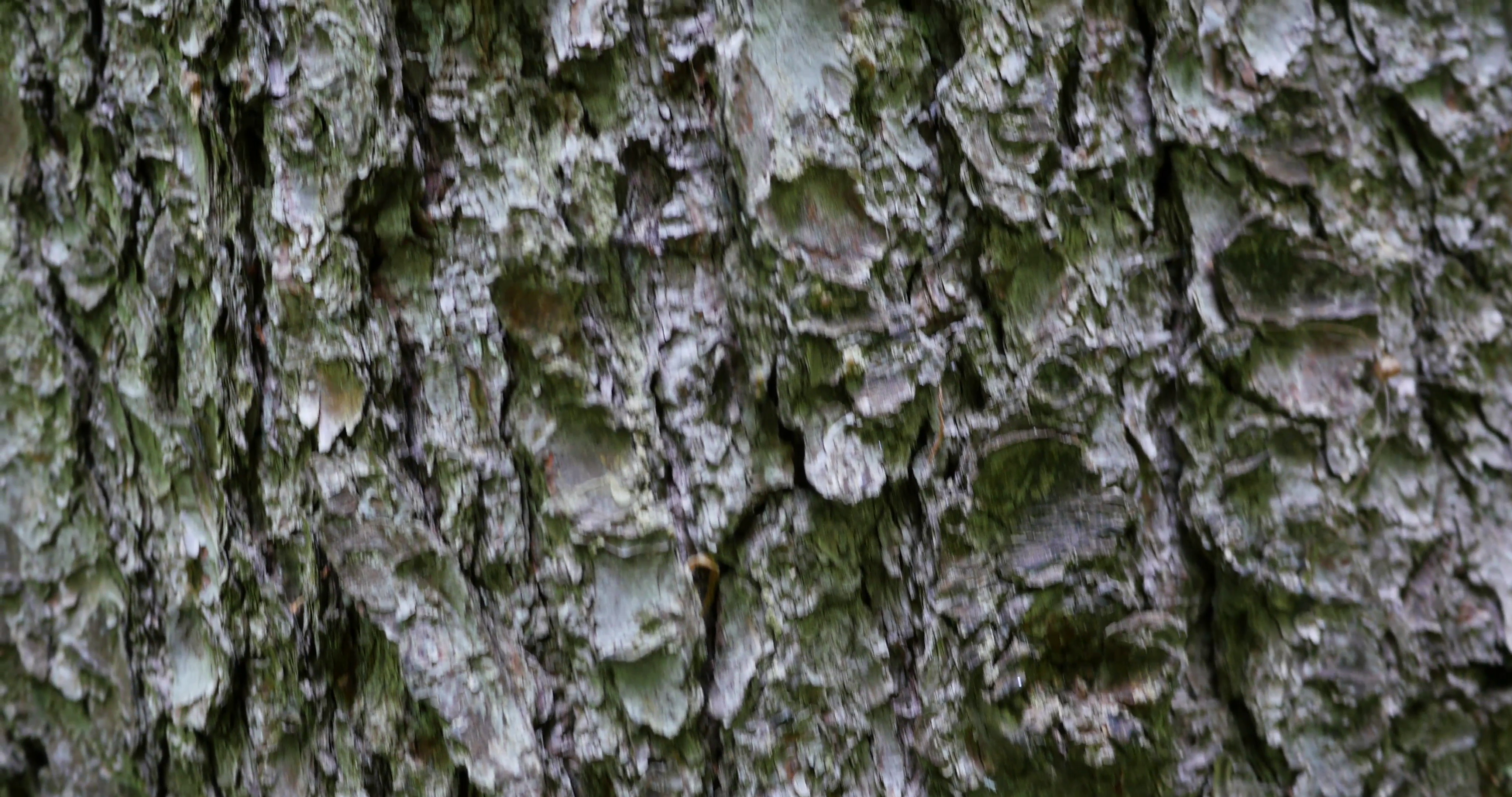 Tree Bark In The Forest 4k Stock Video Footage - VideoBlocks