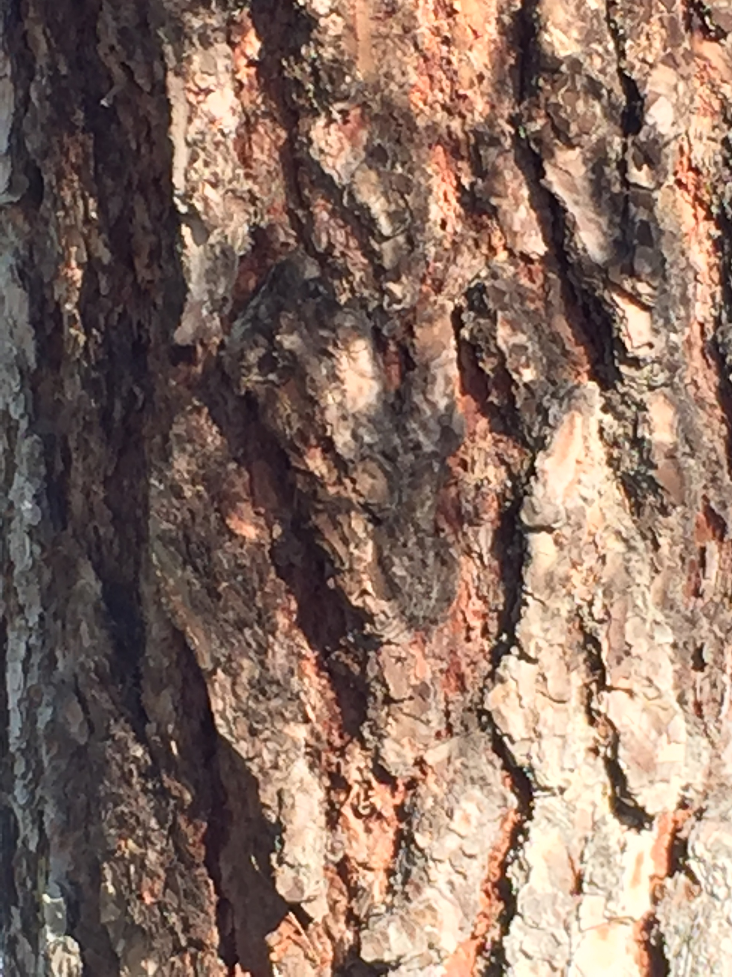 Tree Bark Riff | Brotherly Love