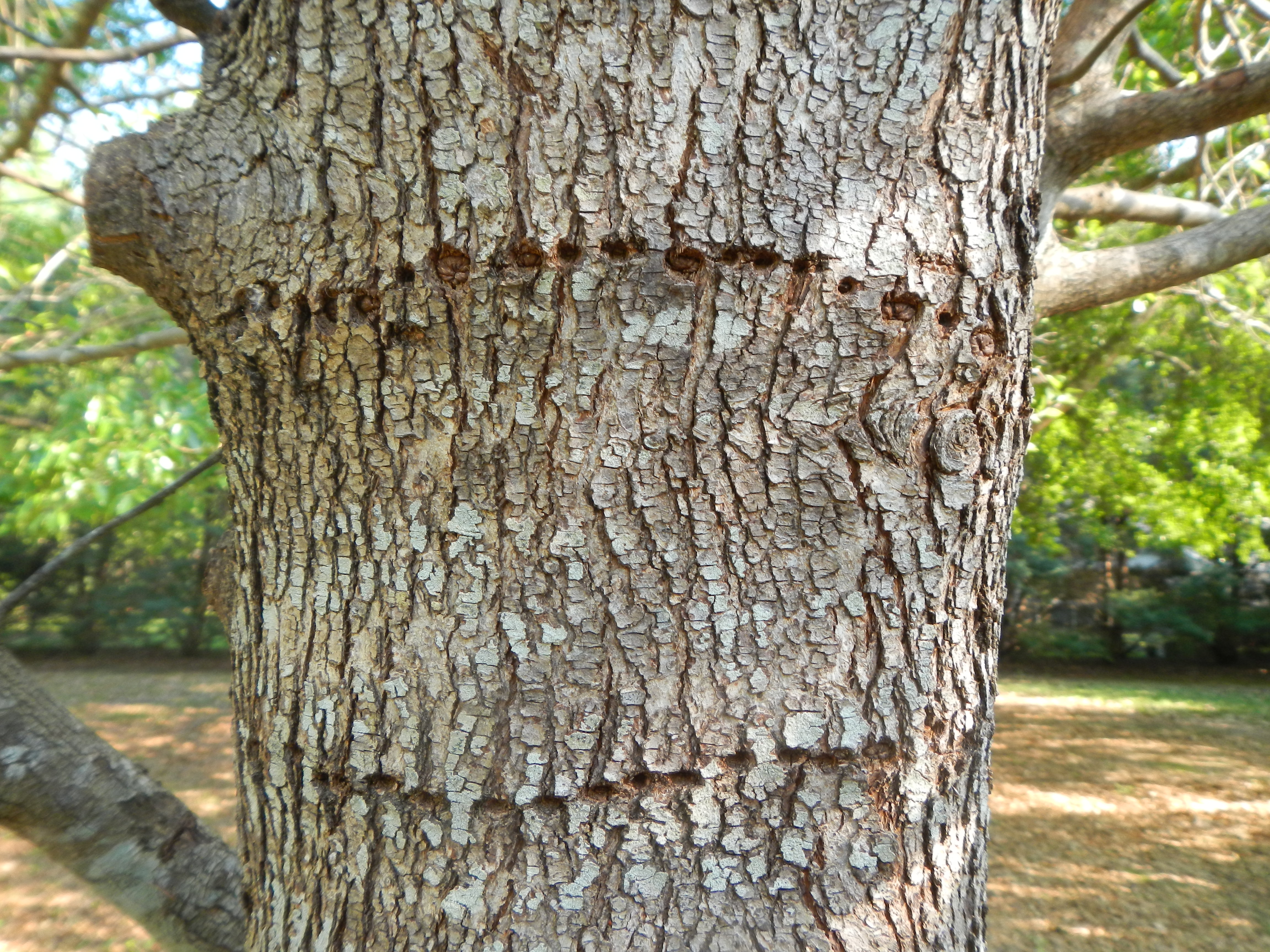Holes in Tree Bark | Mississippi Fruit and Nut Blog