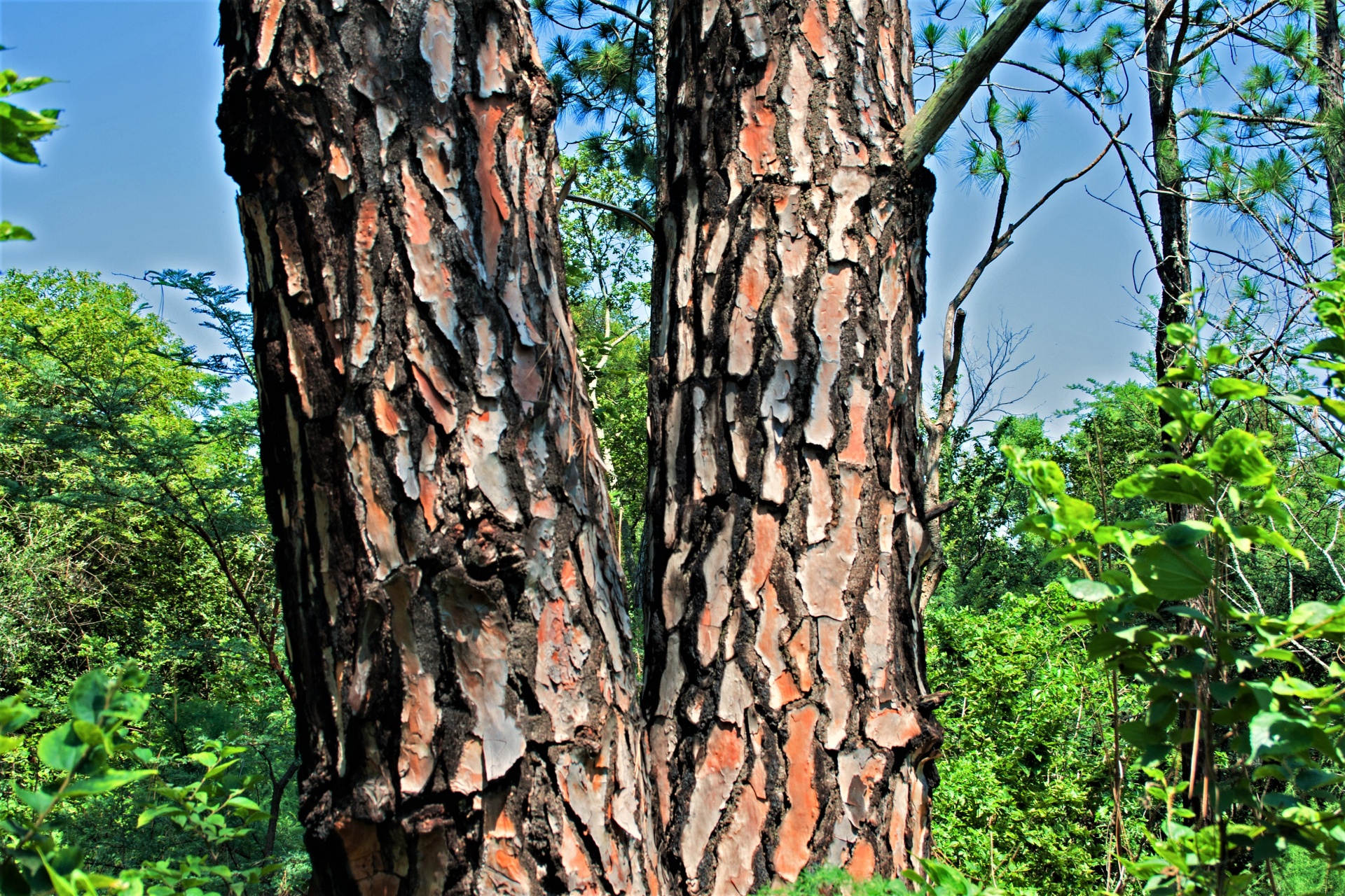 Pine Tree Bark Free Stock Photo - Public Domain Pictures