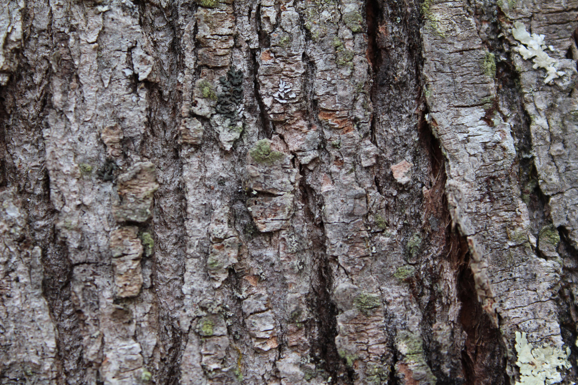 Tree Bark Background Free Stock Photo - Public Domain Pictures