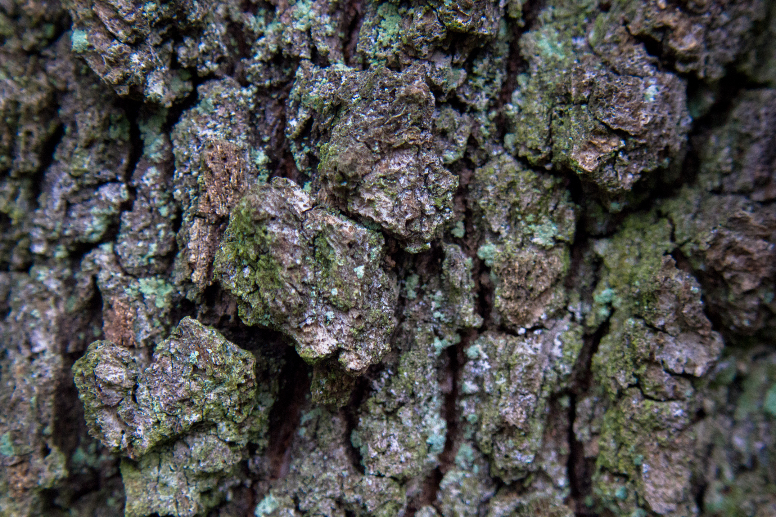 Tree Bark Texture, Bark, Cracked, Curved, Macro, HQ Photo