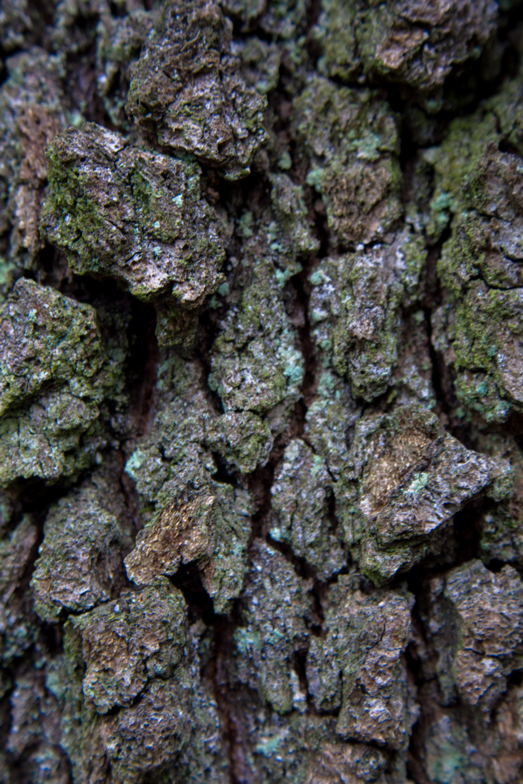 Tree Bark Texture, Bark, Cracked, Curved, Macro, HQ Photo