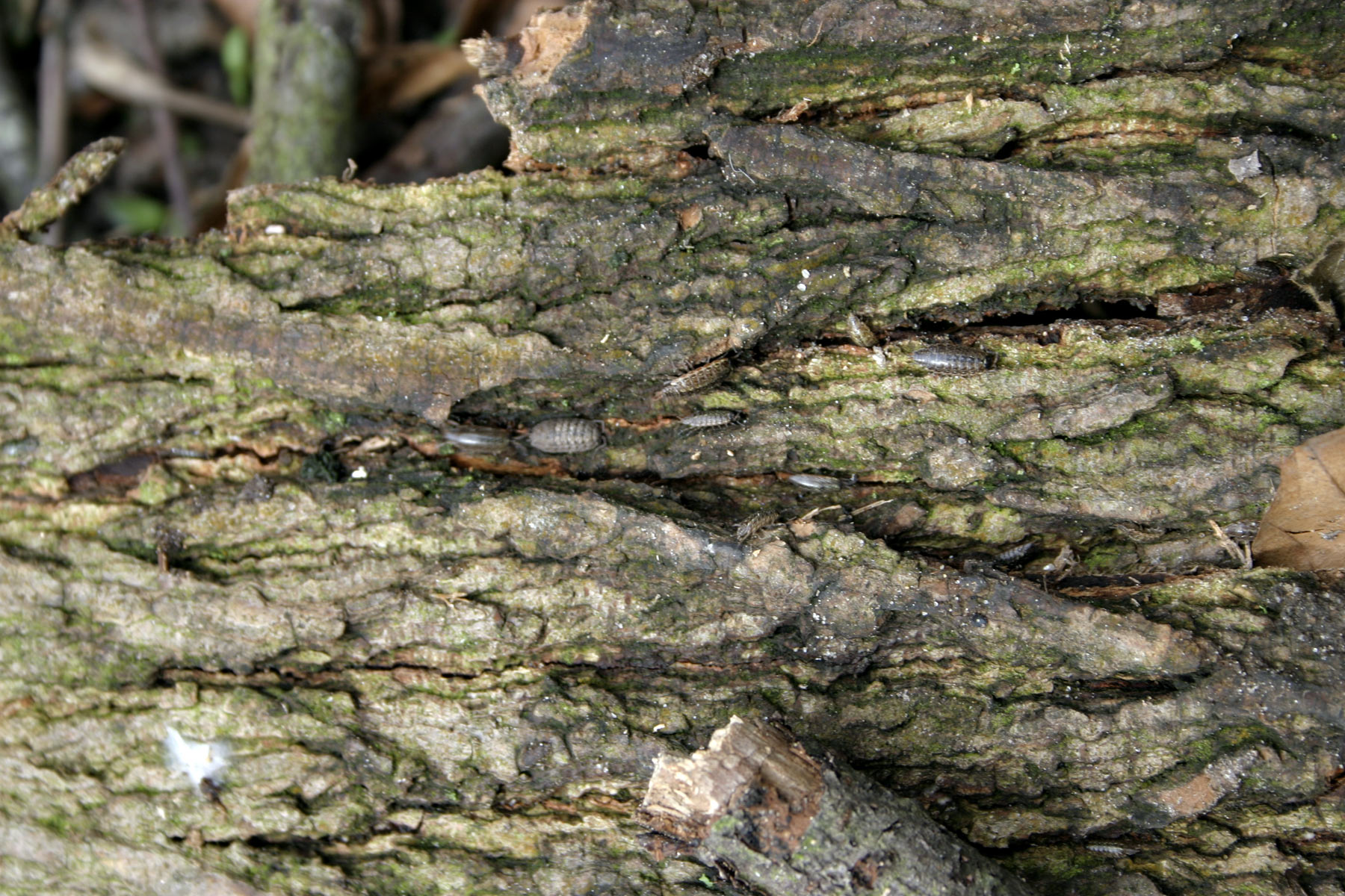 Tree bark texture photo